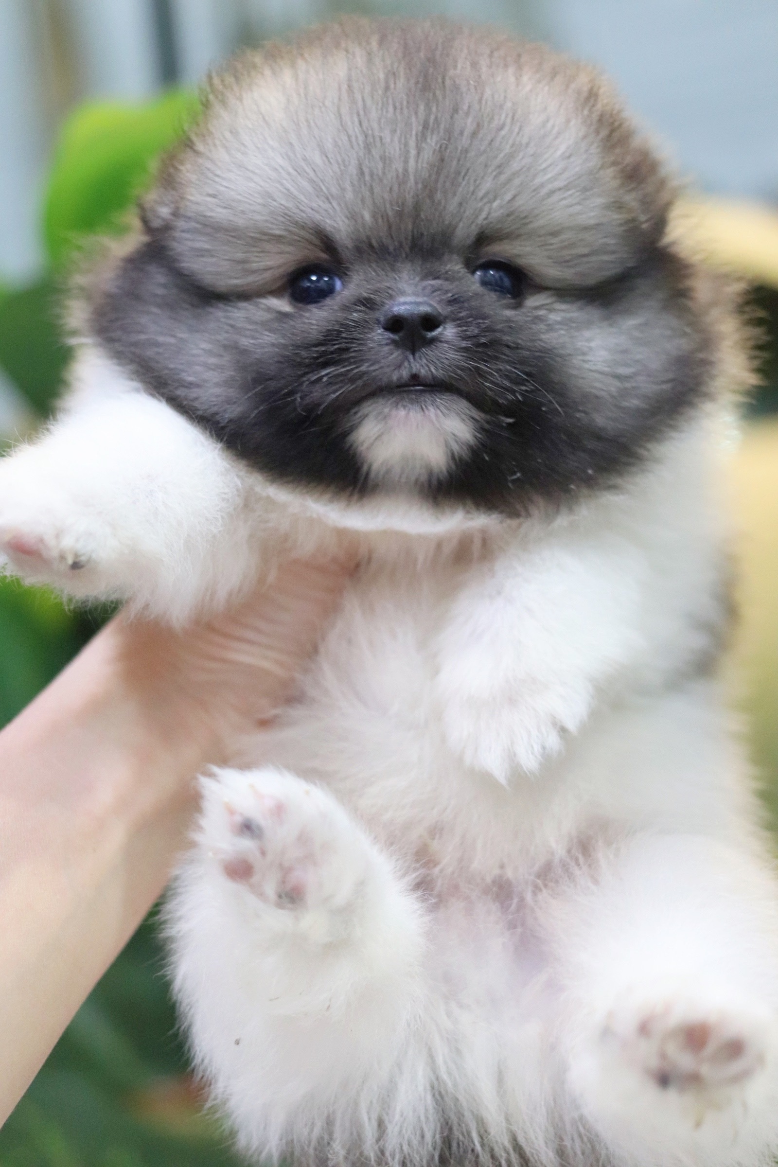 ปอมเมอเรเนียน เพศผู้ แฟนซี