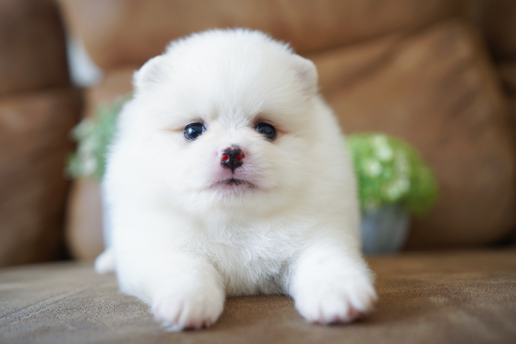 ปอมเมอเรเนียน เพศผู้ สีขาว