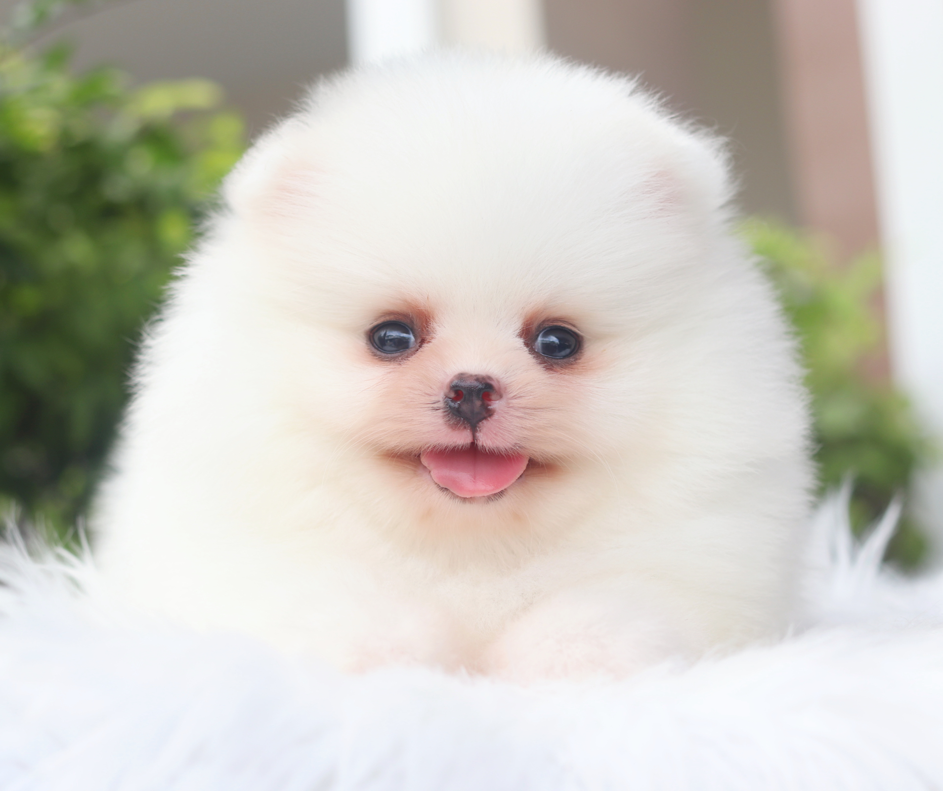 ปอมเมอเรเนียน เพศผู้สีขาวครีมเกรดโชว์