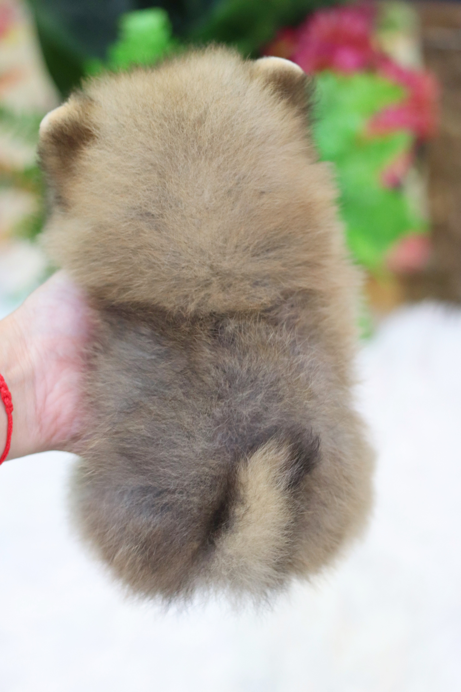 ปอมเมอเรเนียน เพศเมีย สีส้มไซส์เล็ก