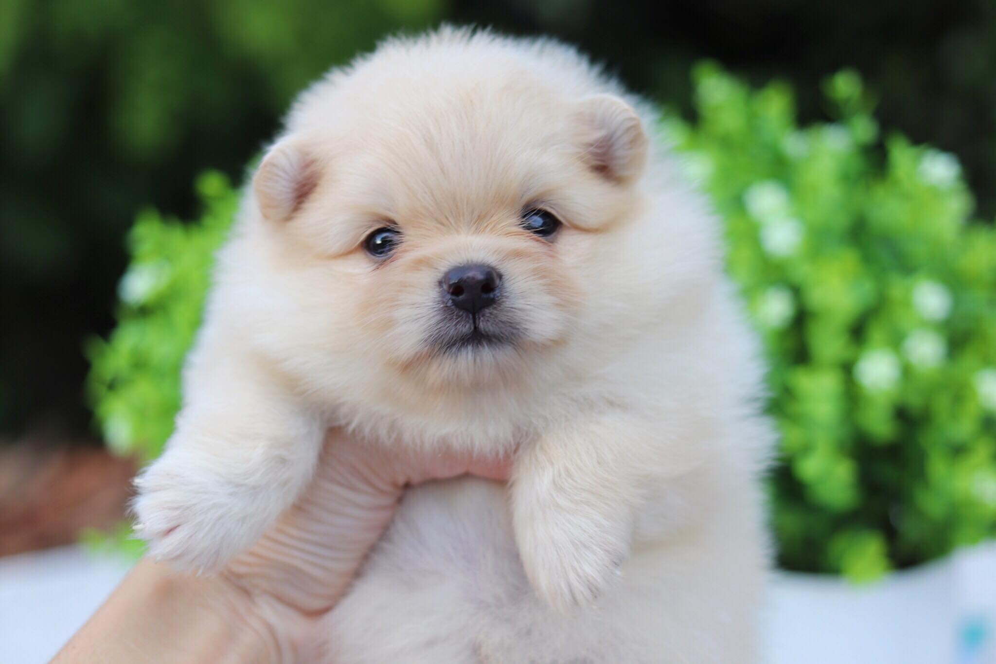 ปอมเมอเรเนียน เพศเมีย