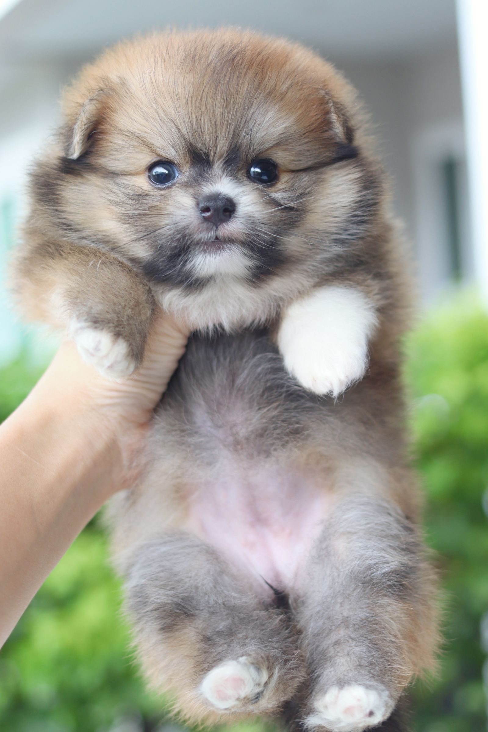 ปอมเมอเรเนียน เพศเมียสีส้ม