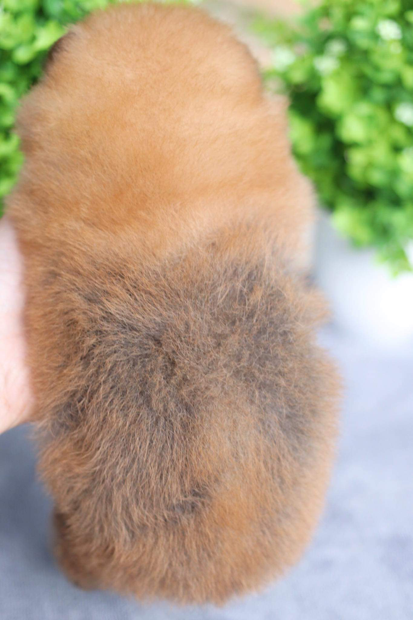 ปอมเมอเรเนียน เพศผู้