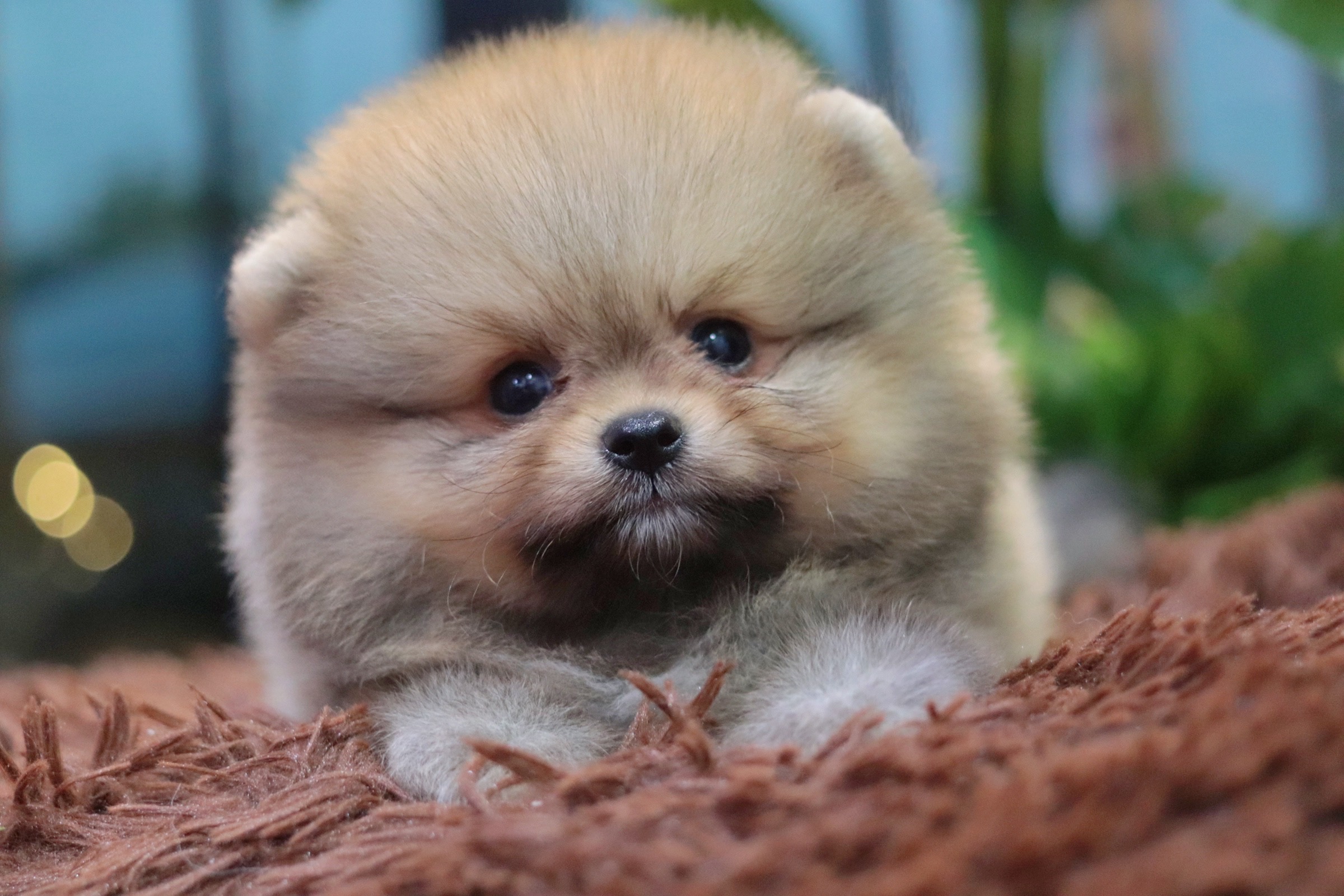 ปอมเมอเรเนียน เพศผู้สีส้ม