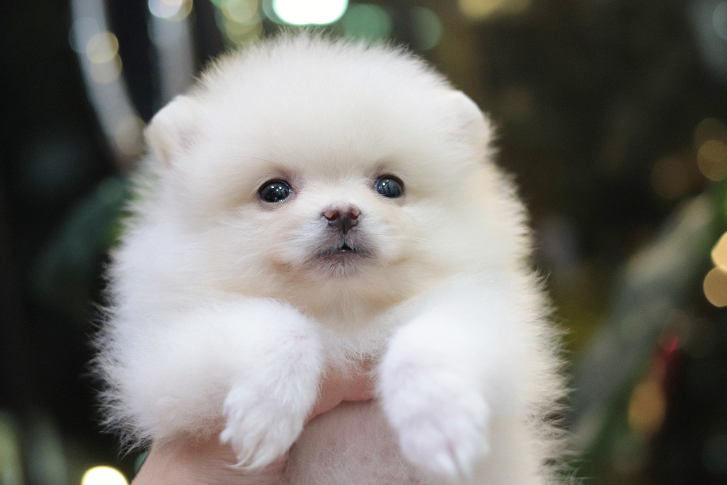 ปอมเมอเรเนียน เพศเมียสีขาวครีม