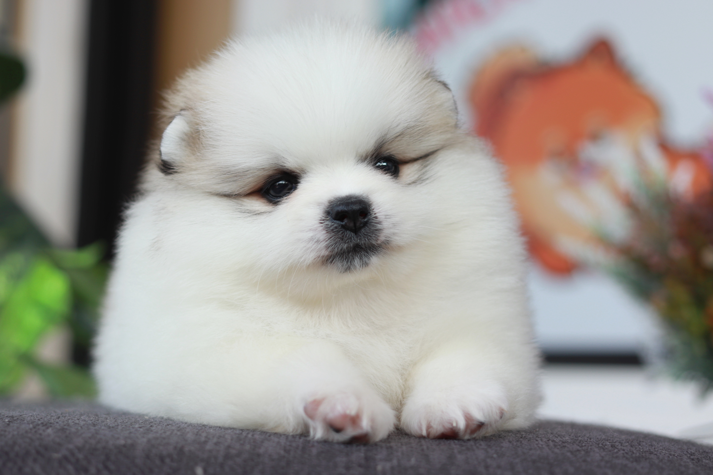 ปอมเมอเรเนียน เพศเมีย