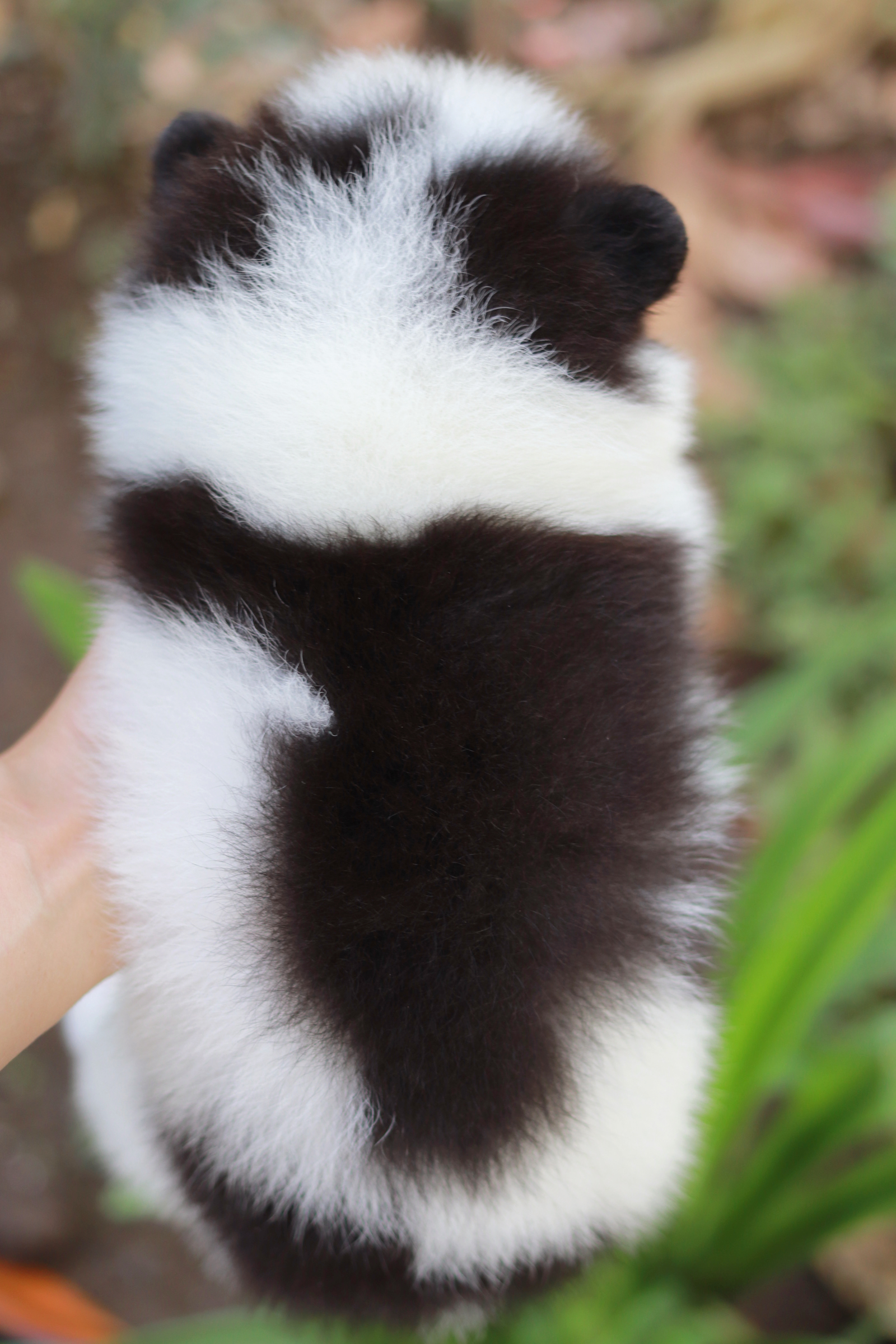 ปอมเมอเรเนียน เพศผู้ สีไตรคัลเลอร์ ขนแน่น