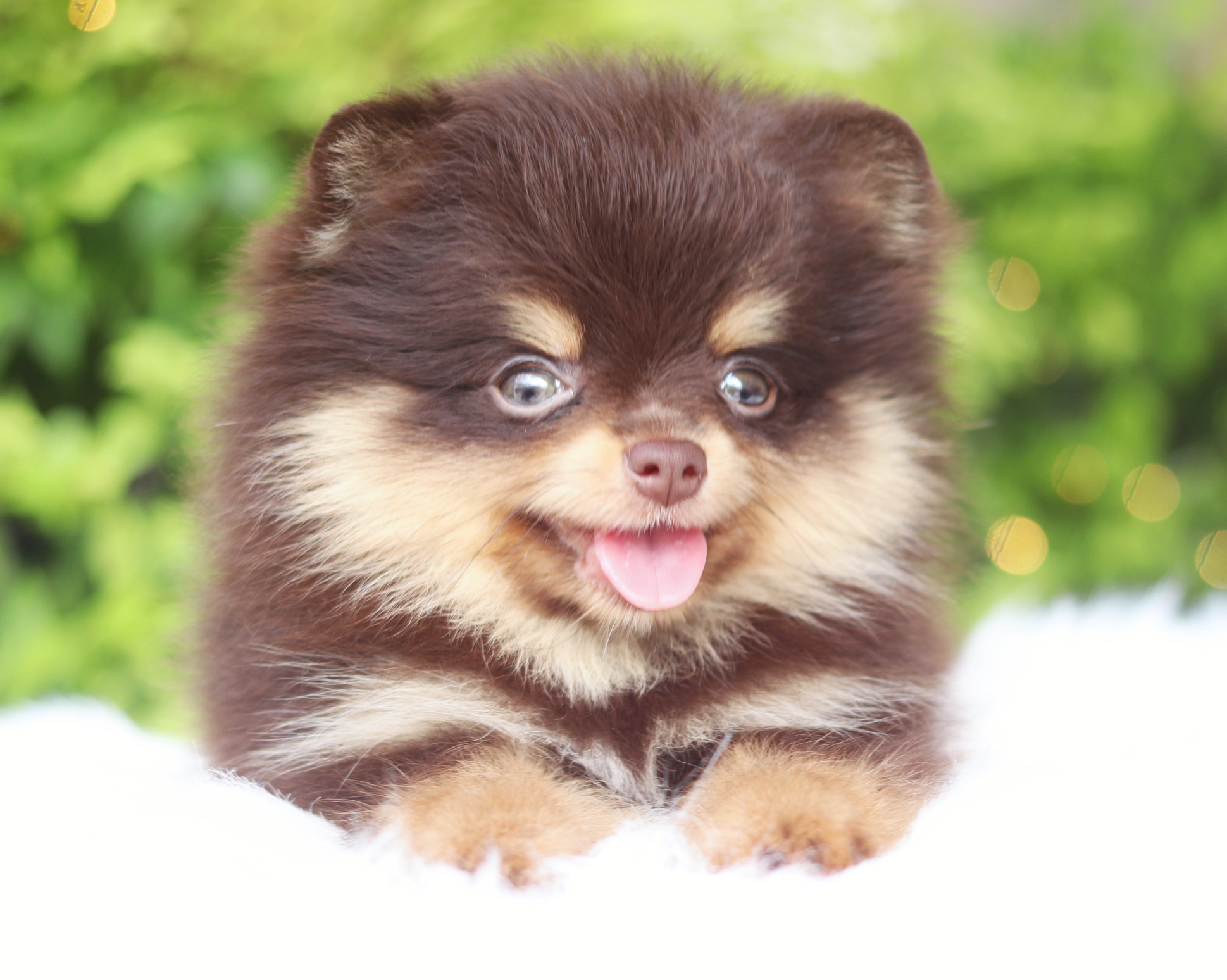 ปอมเมอเรเนียน เพศเมียสีช็อคแทน