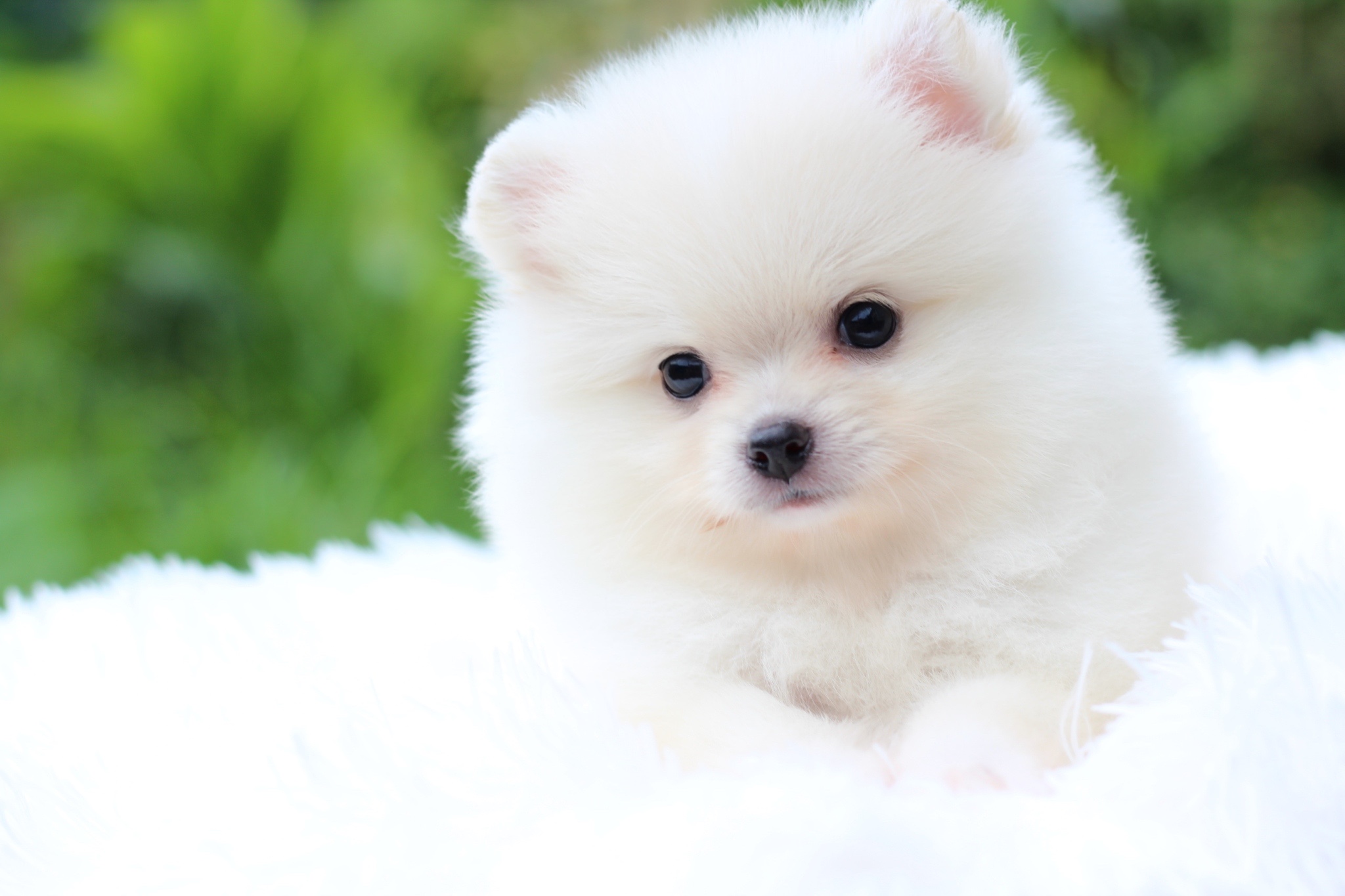 ปอมเมอเรเนียน เพศเมียขาวครีม