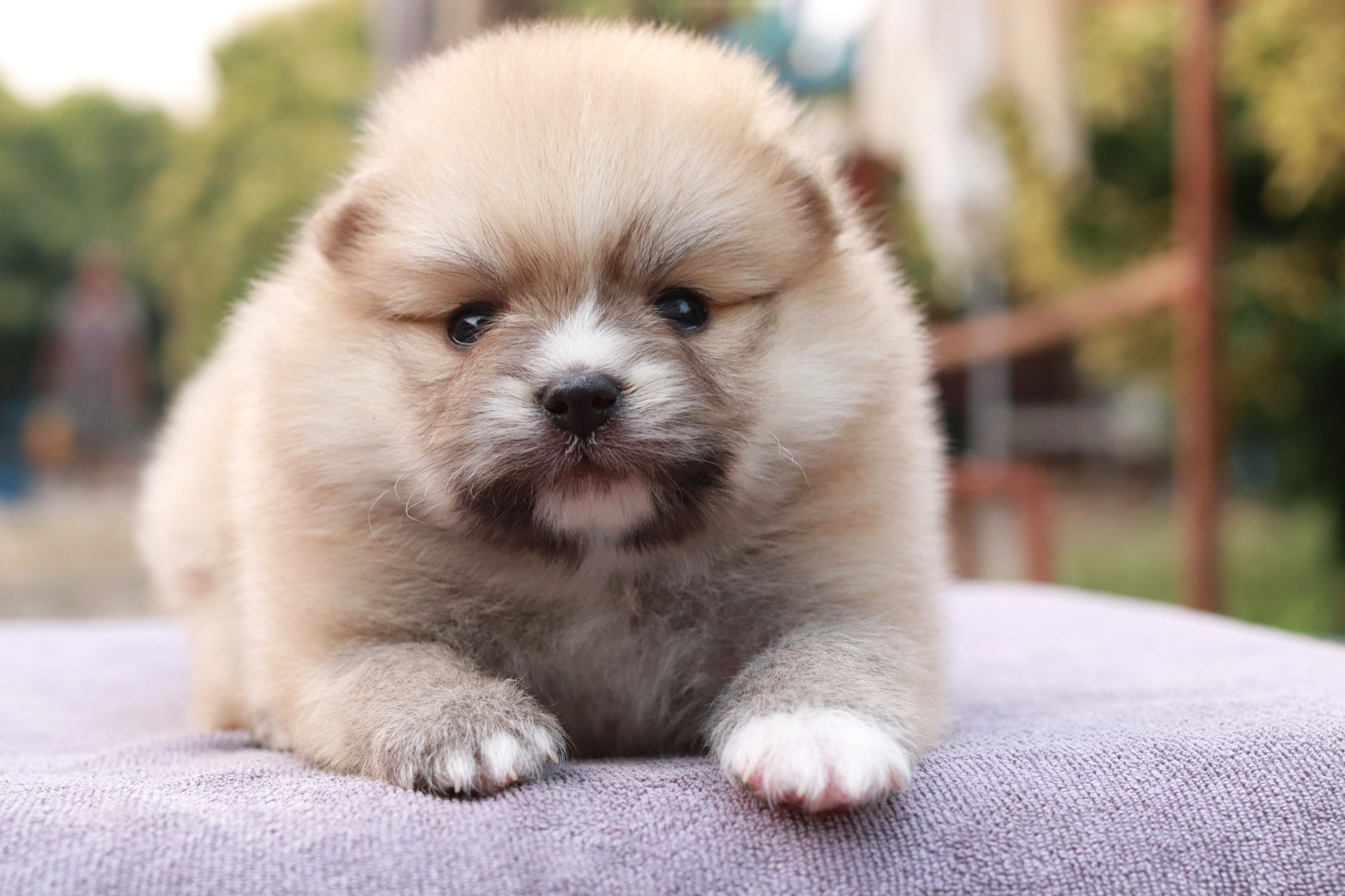 ปอมเมอเรเนียน เพศผู้