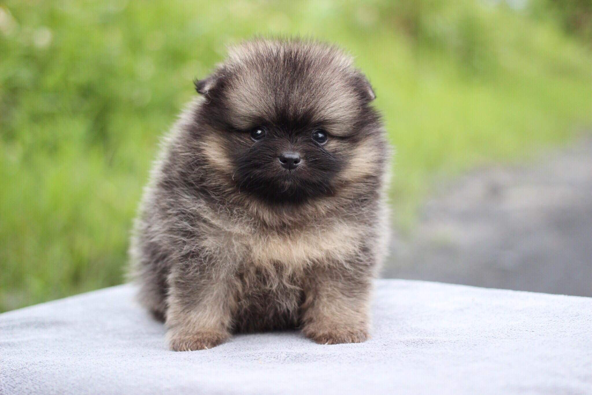 ปอมเมอเรเนียน เพศผู้ปาตี้