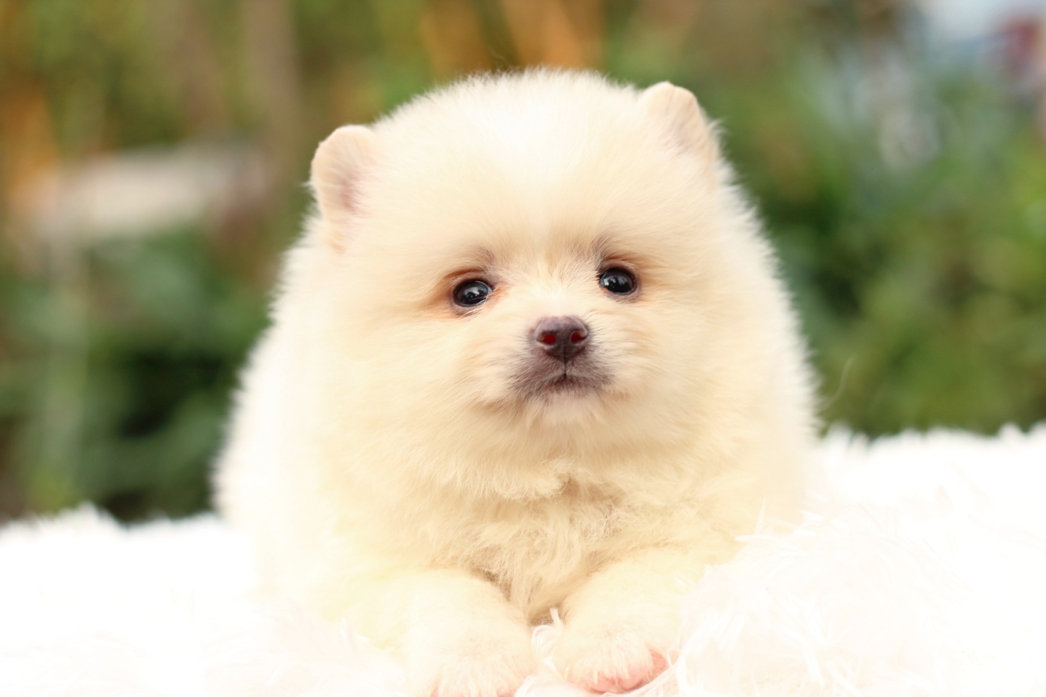 ปอมเมอเรเนียน เพศผู้ สีขาวครีม หน้าฟ็อก