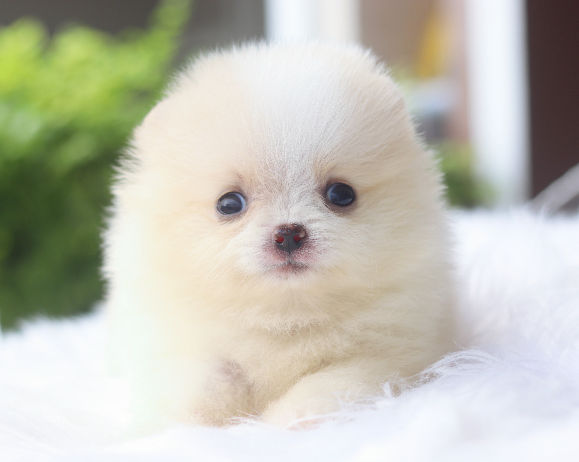 ปอมเมอเรเนียน เพศผู้สีขาวครีม