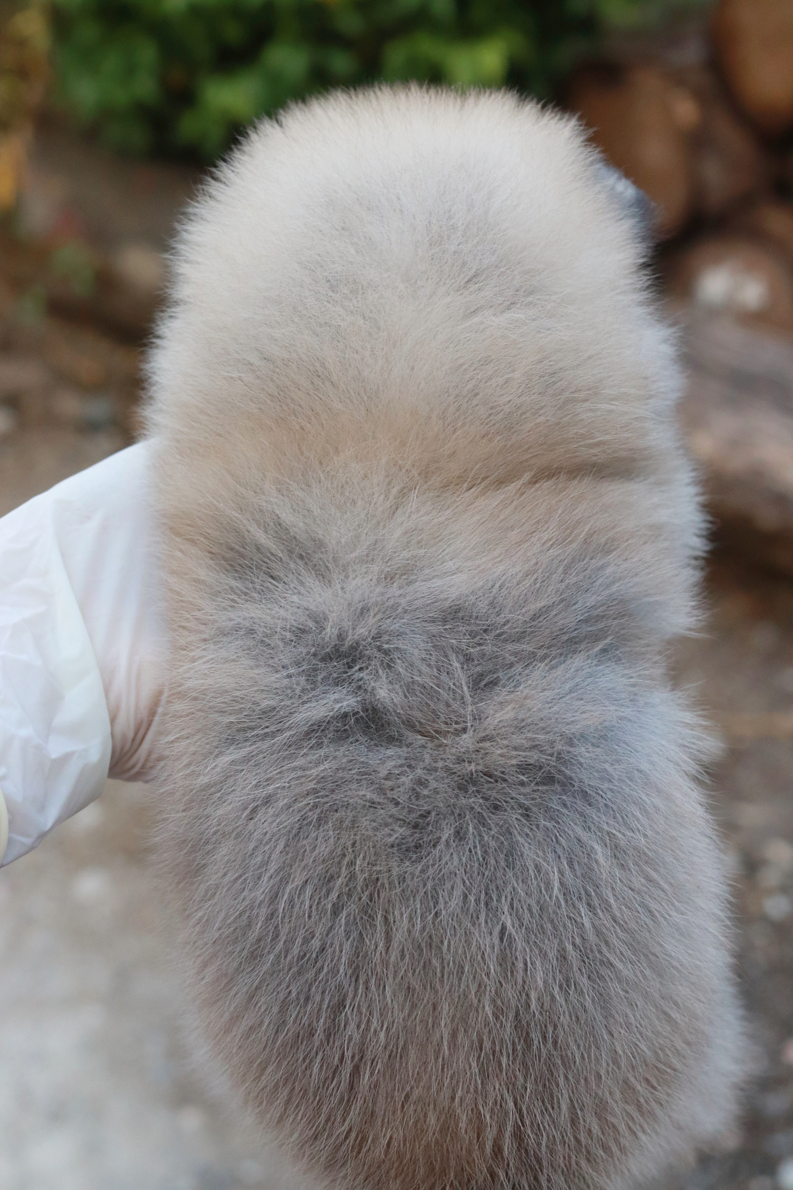 ปอมเมอเรเนียน เพศผู้