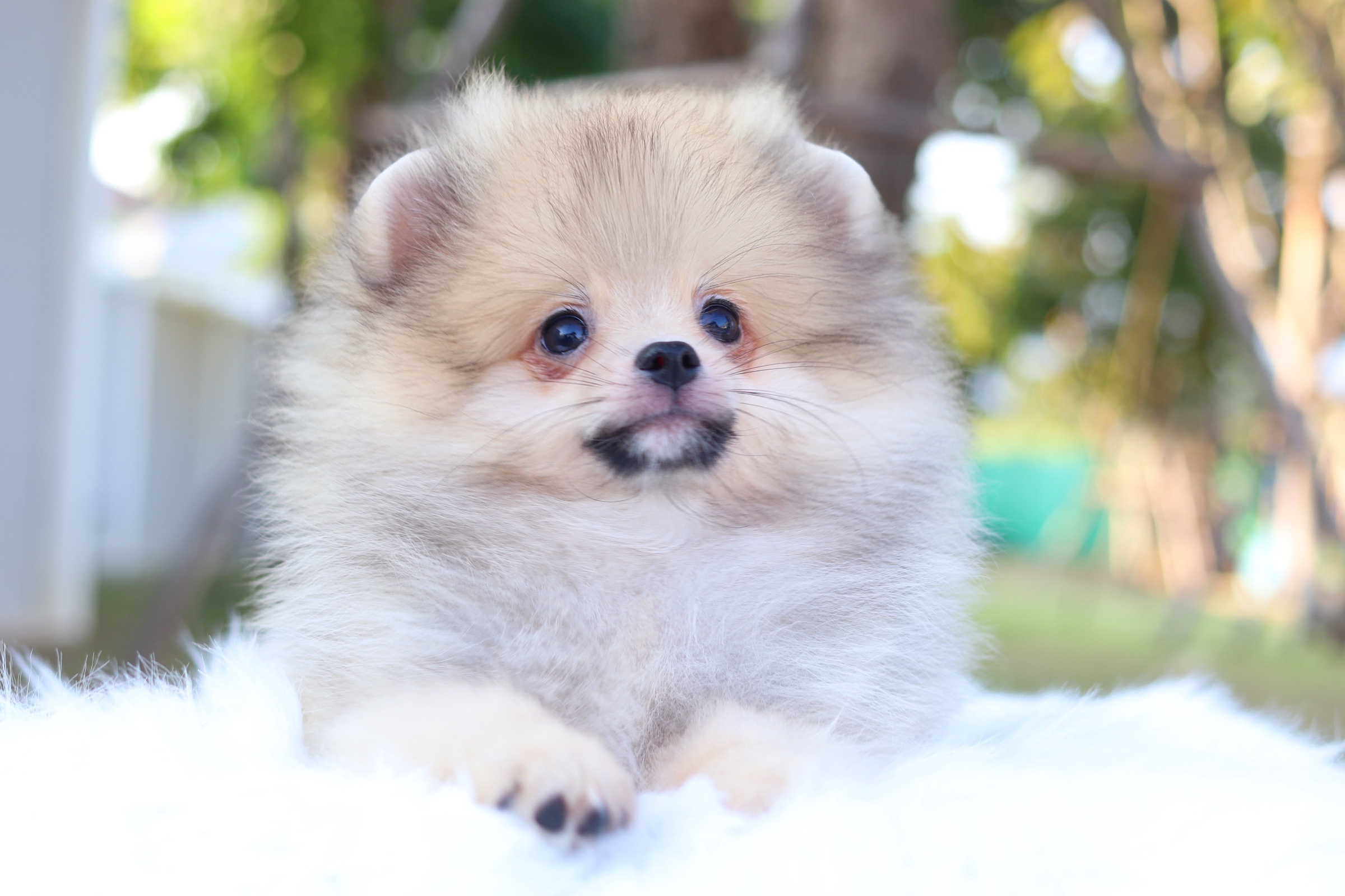 ปอมเมอเรเนียน เพศผู้ สีส้ม