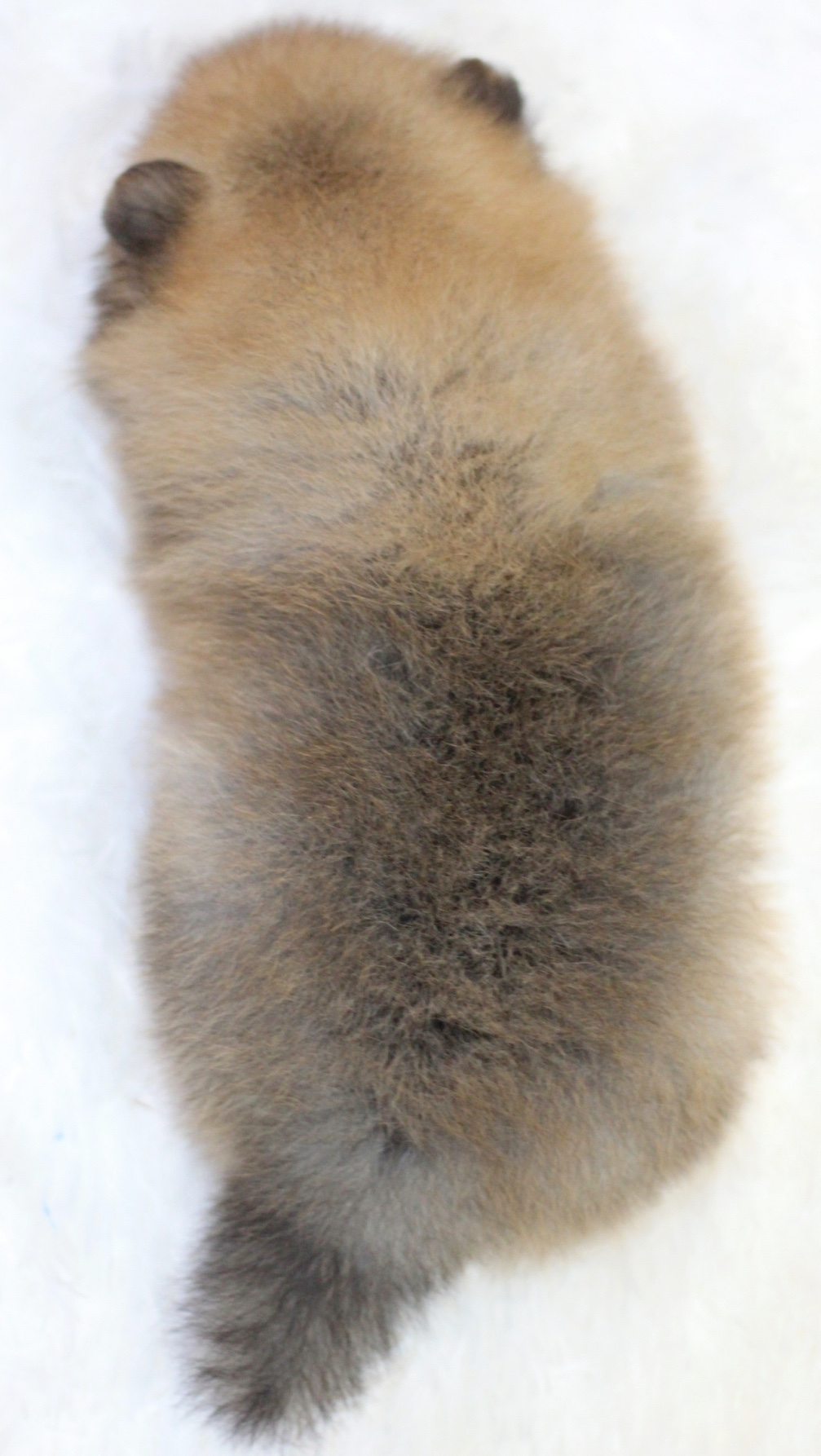 ปอมเมอเรเนียน เพศผู้ สีส้ม