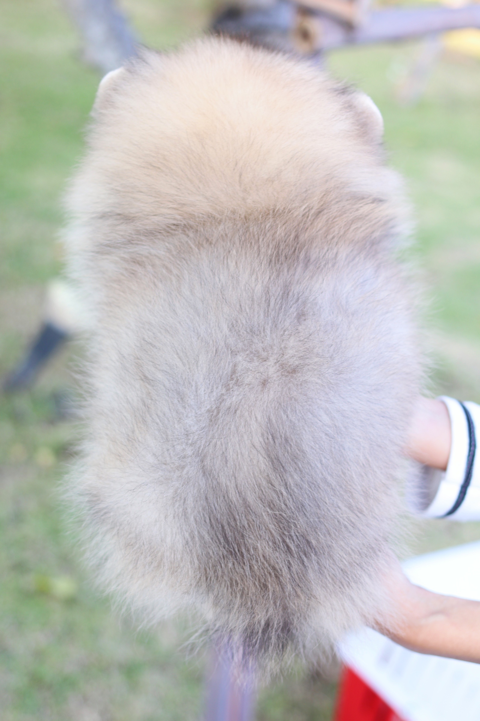 ปอมเมอเรเนียน เพศผู้ สีส้ม