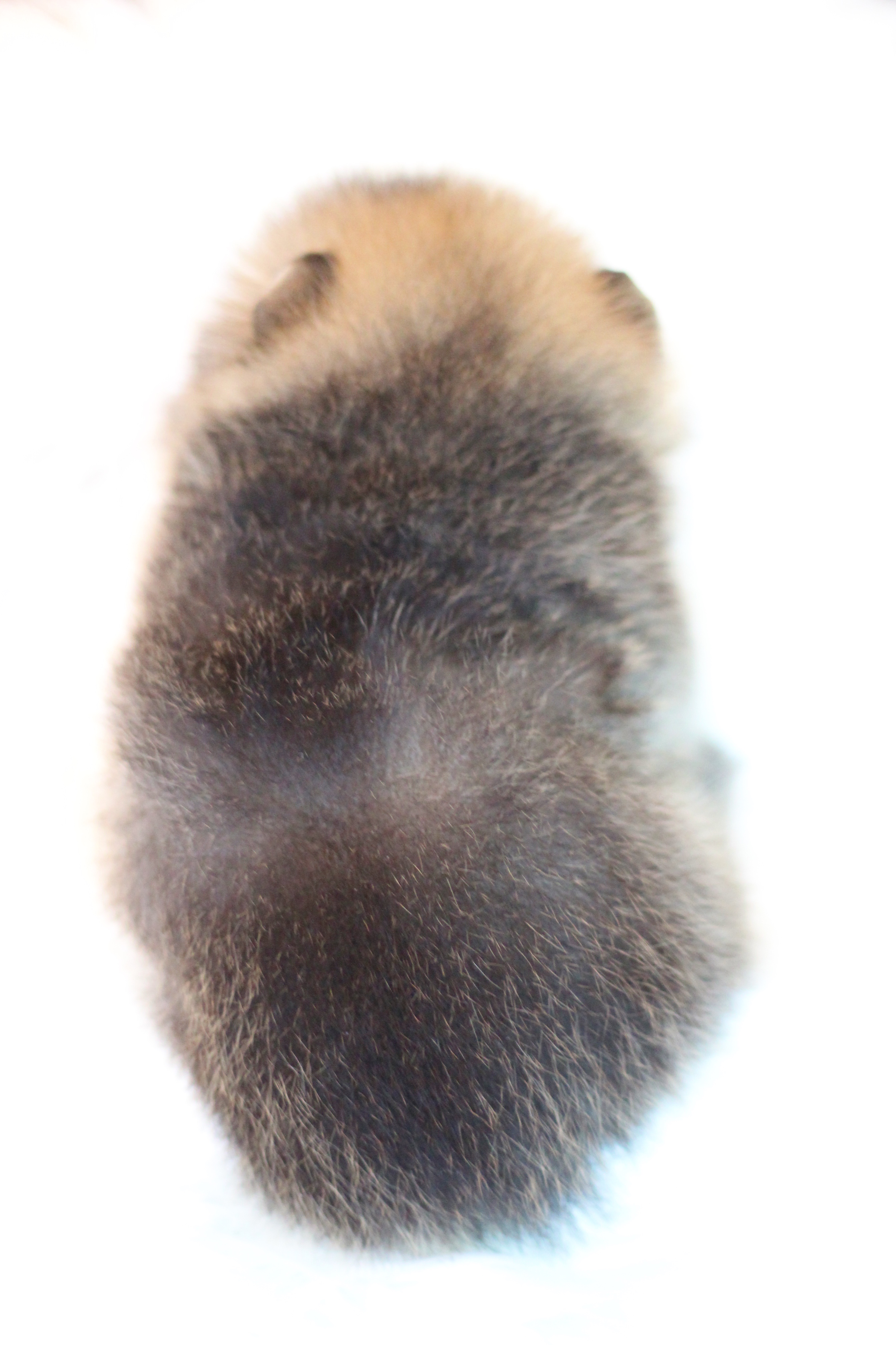 ปอมเมอเรเนียน เพศผู้ สีส้ม