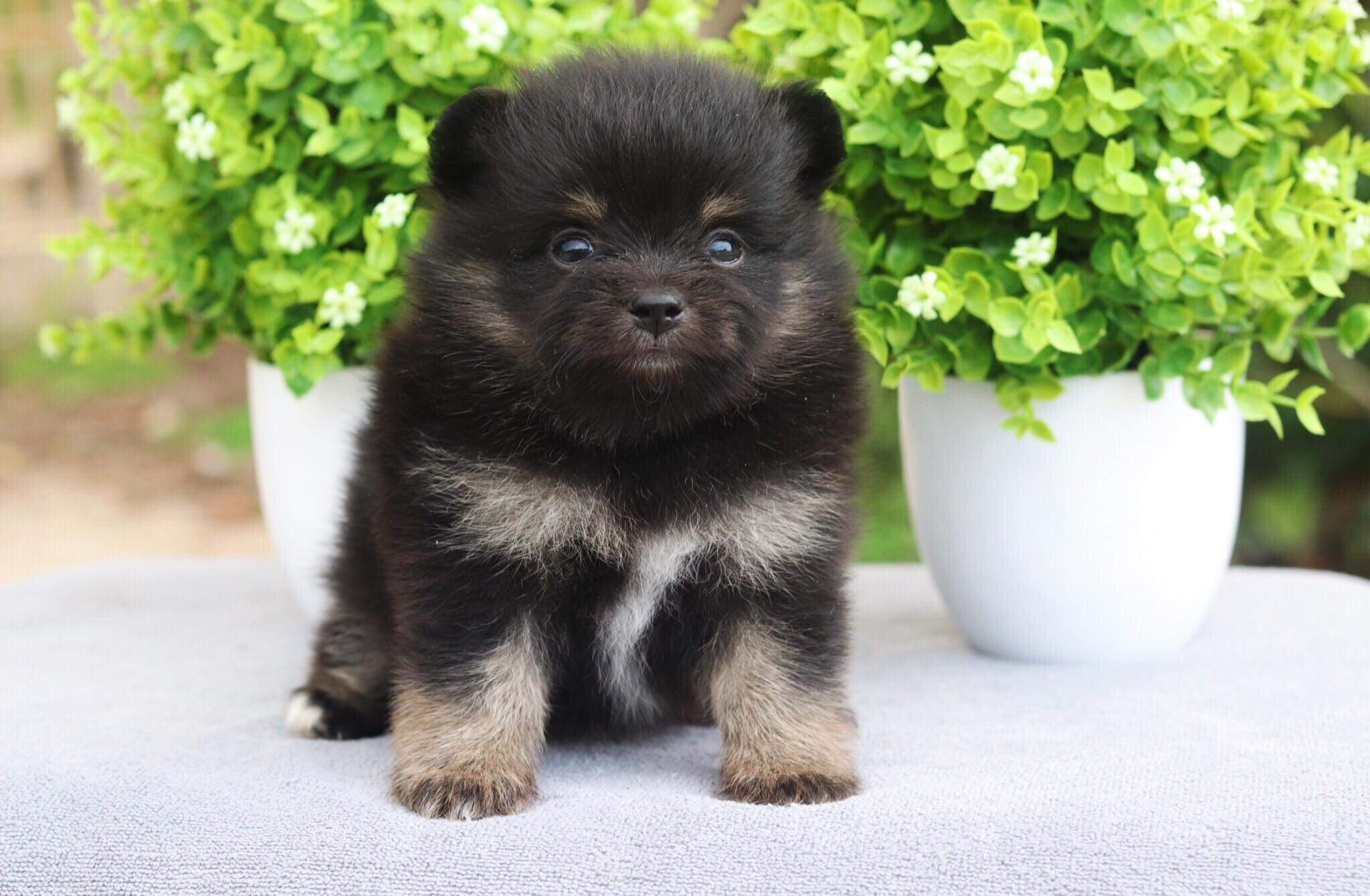 ปอมเมอเรเนียน เพศผู้