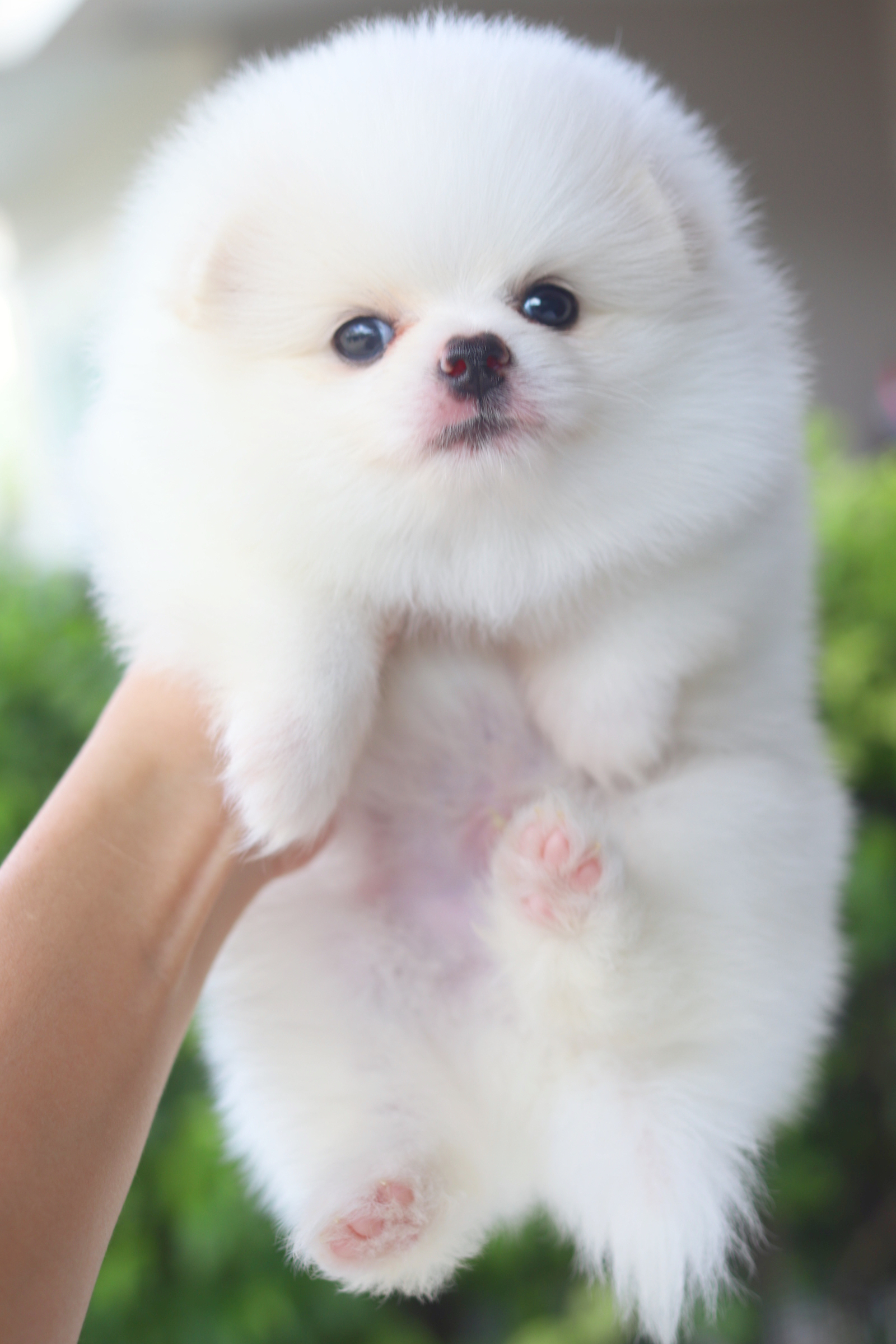 ปอมเมอเรเนียน เพศผู้สีขาวครีม