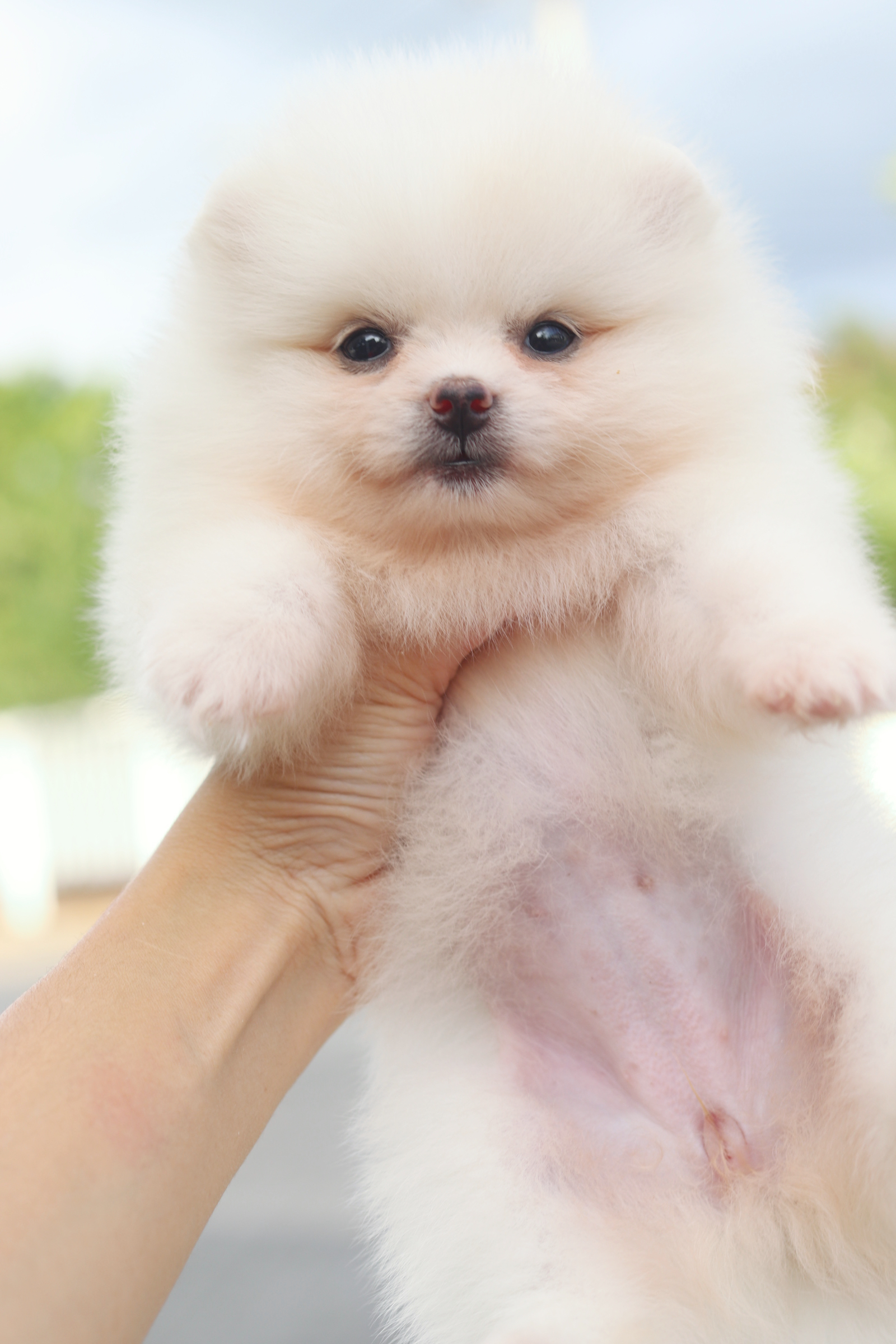 ปอมเมอเรเนียน เพศเมียสีขาวครีม