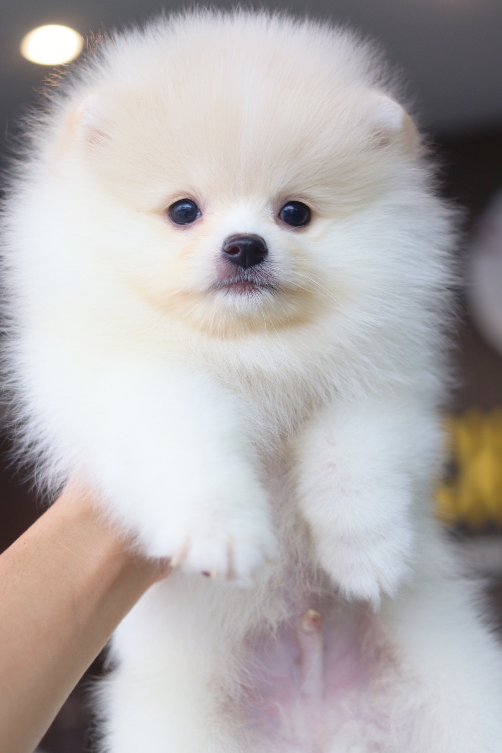 ปอมเมอเรเนียน เพศผู้สีขาวครีม