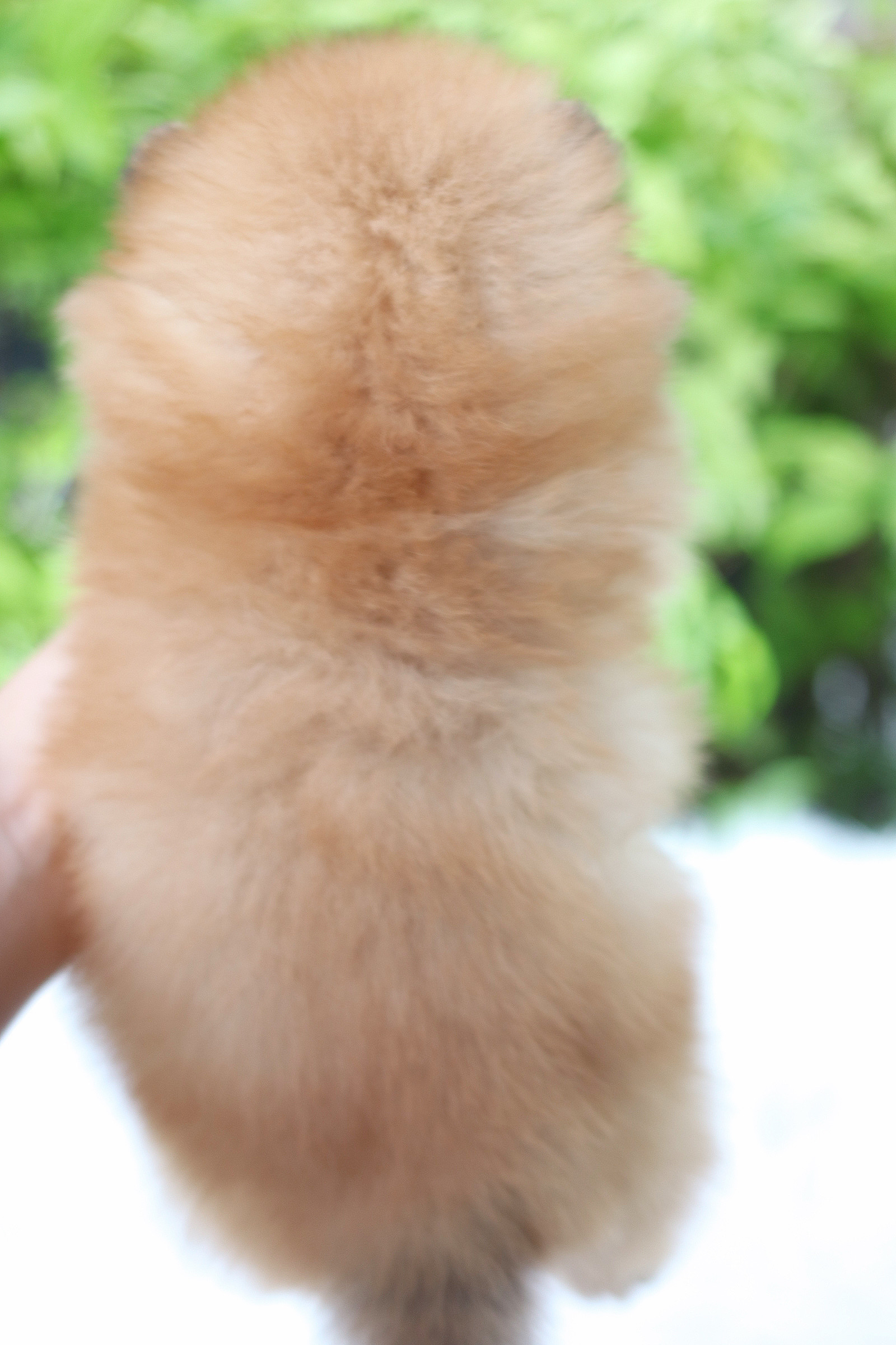 ปอมเมอเรเนียน เพศผู้สีส้มเกรดโชว์