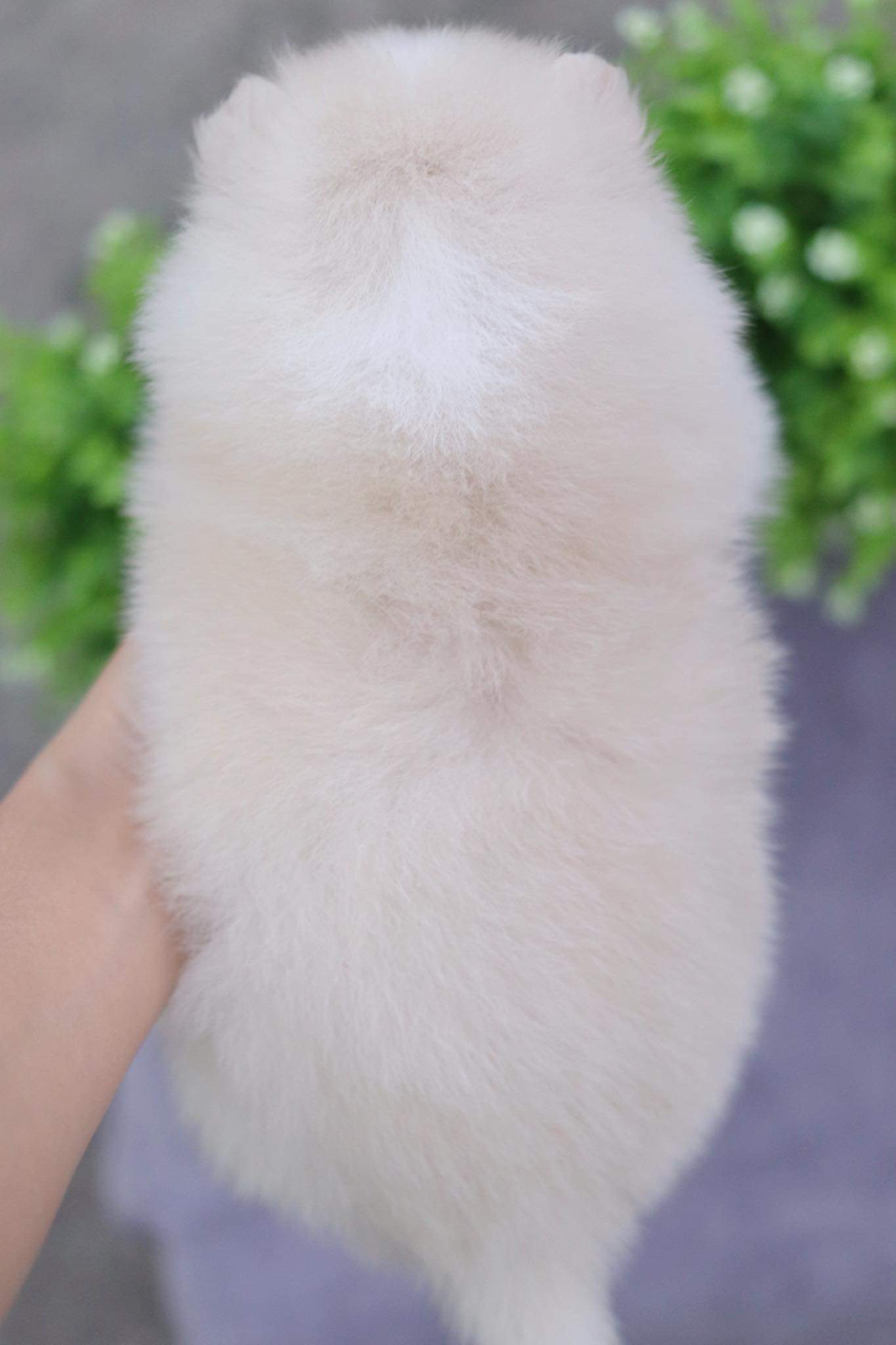 ปอมเมอเรเนียน เพศเมีย