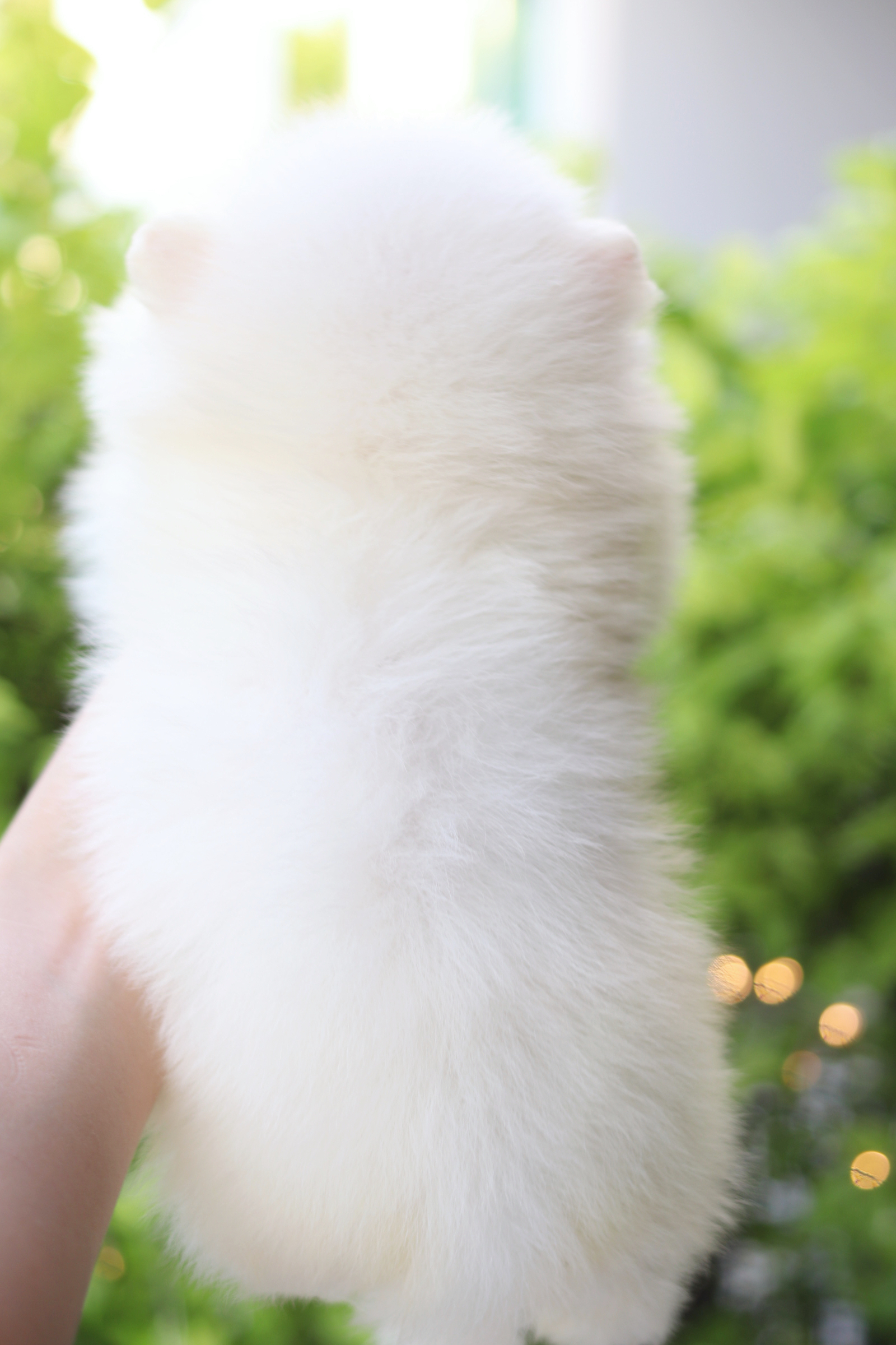 ปอมเมอเรเนียน เพศผู้สีขาวครีม