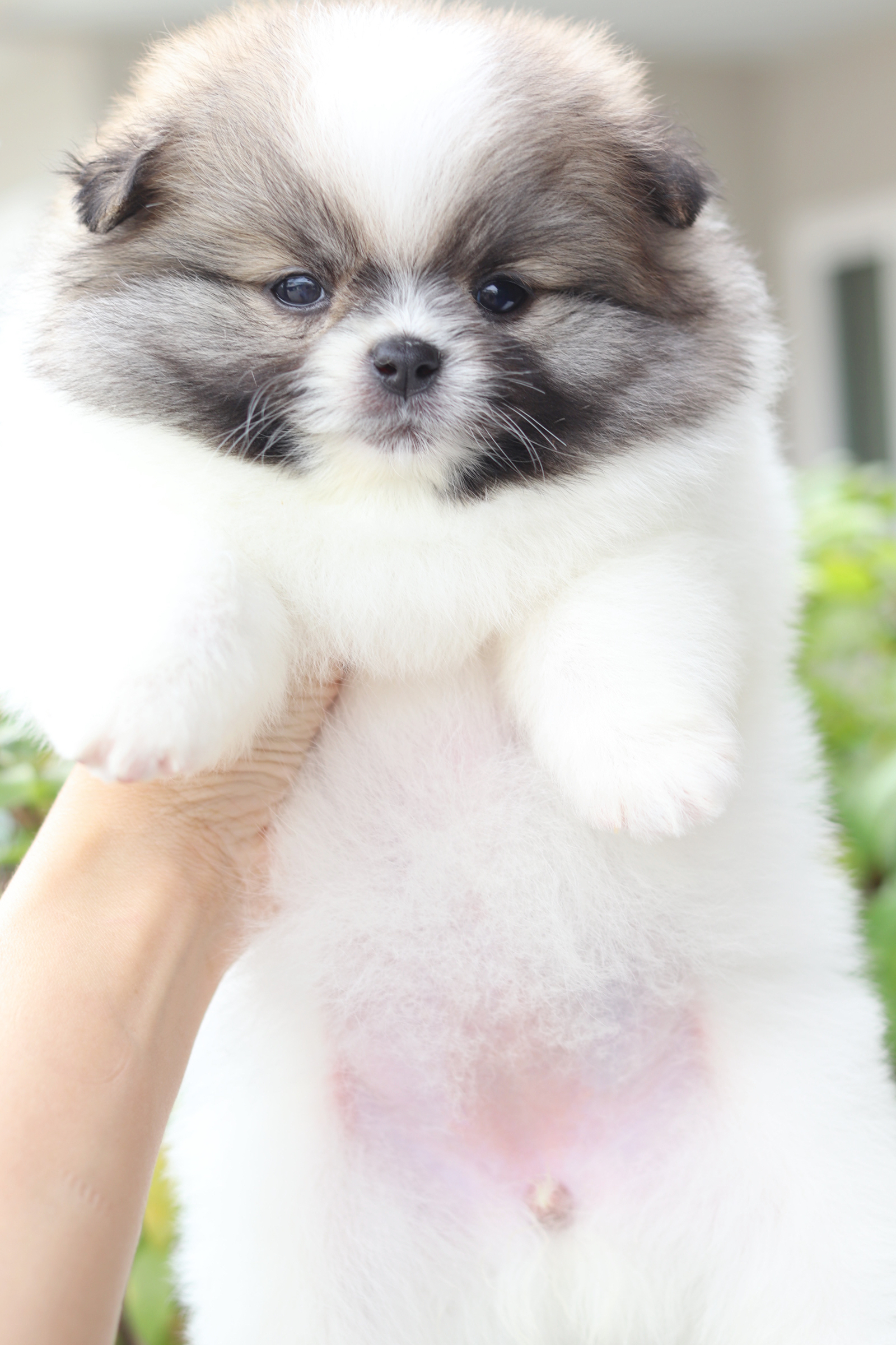 ปอมเมอเรเนียน เพศเมียสีแฟนซี