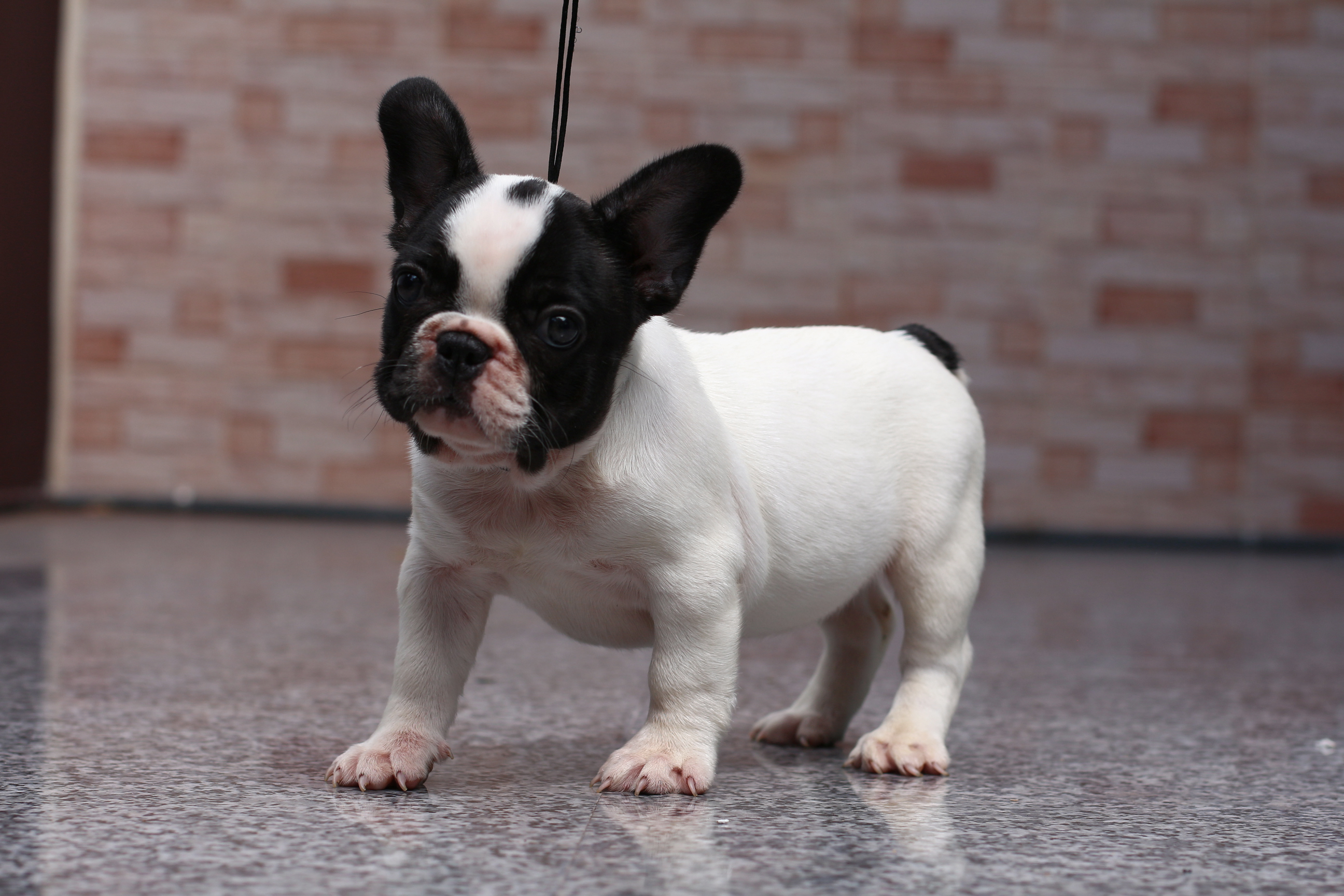 ขายเฟรนช์บูลด็อกเพศเมีย สีขาวดำ เกรดคุณภาพ