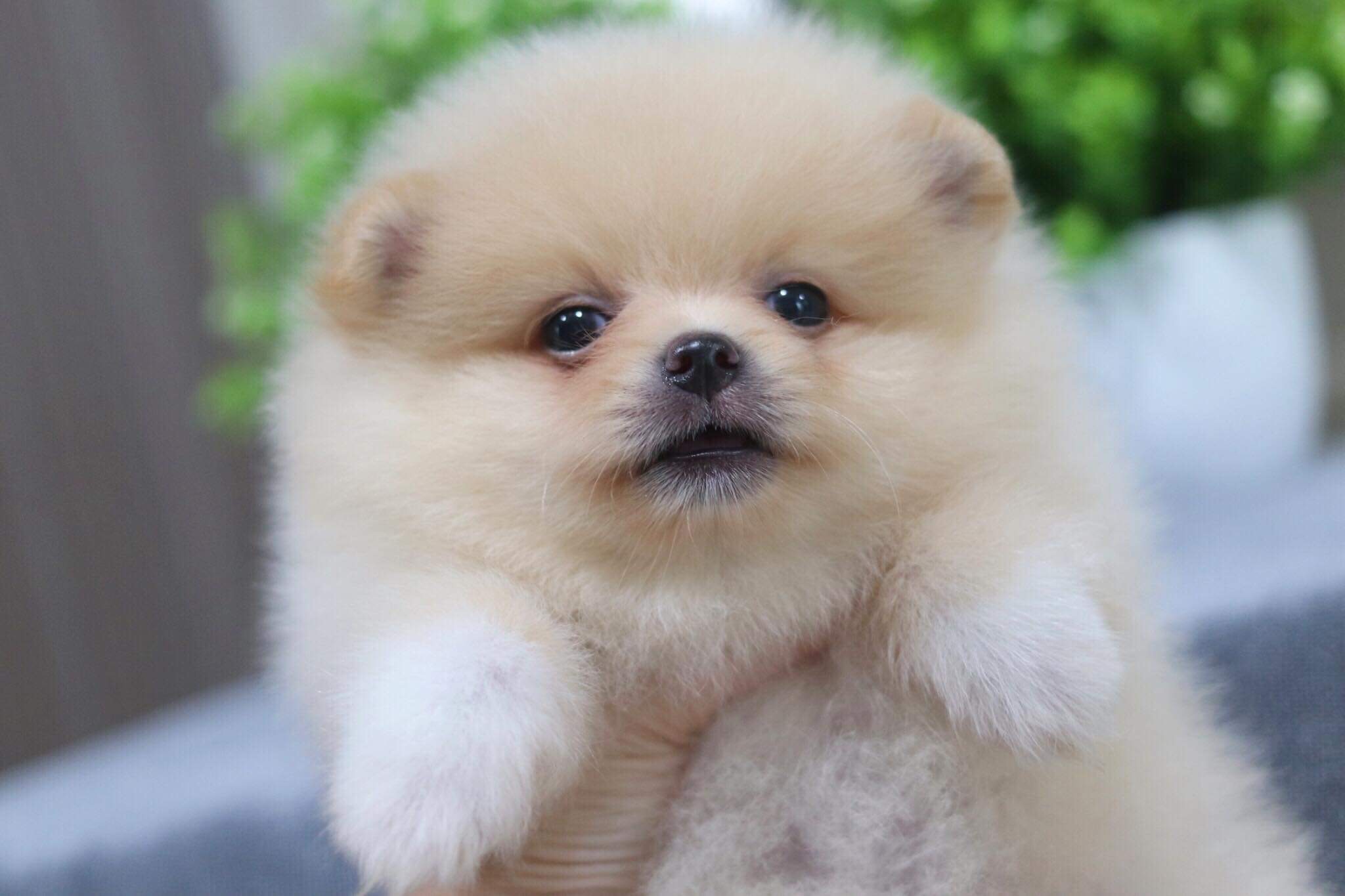 ปอมเมอเรเนียน เพศผู้