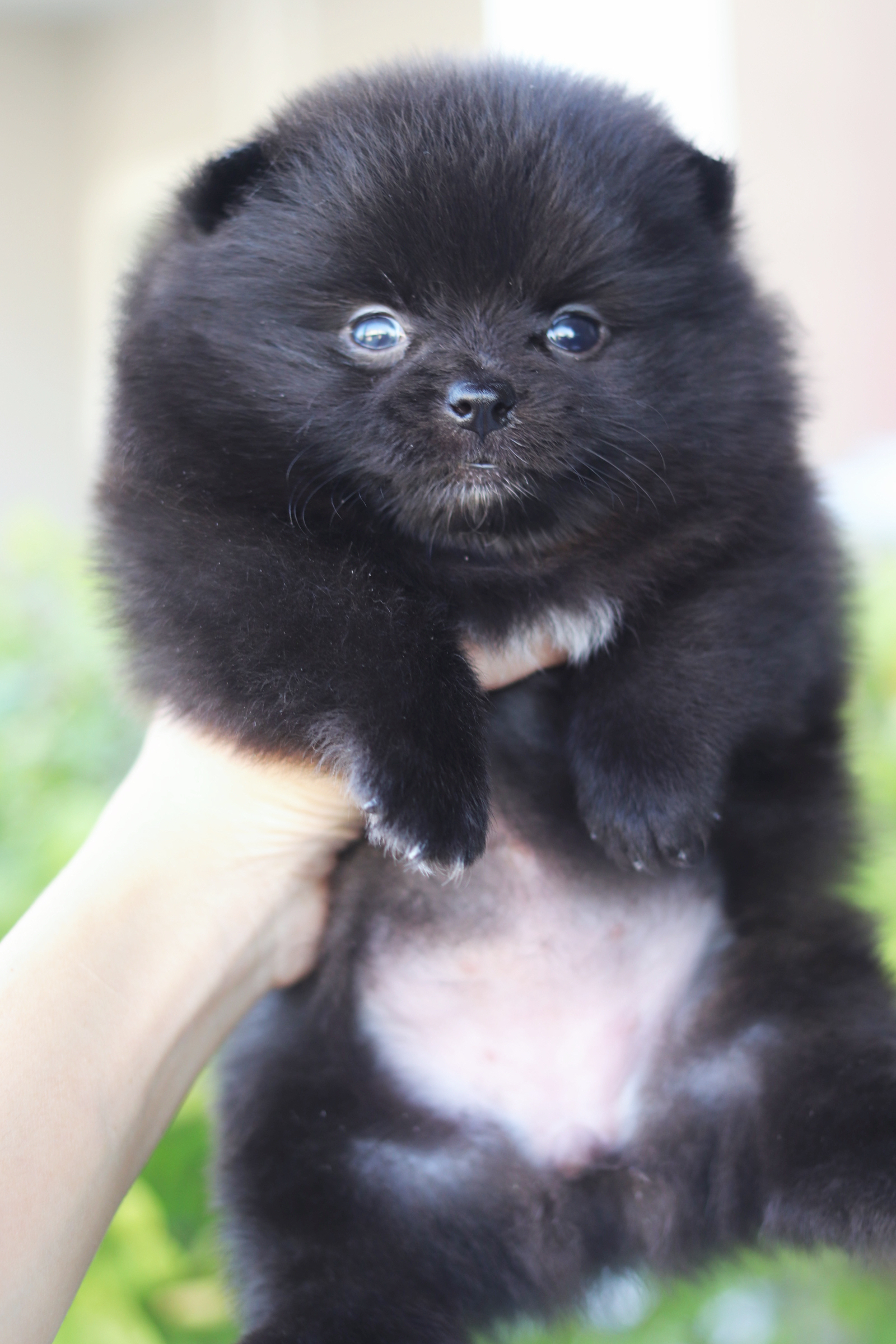 ปอมเมอเรเนียน เพศเมียสีดำ