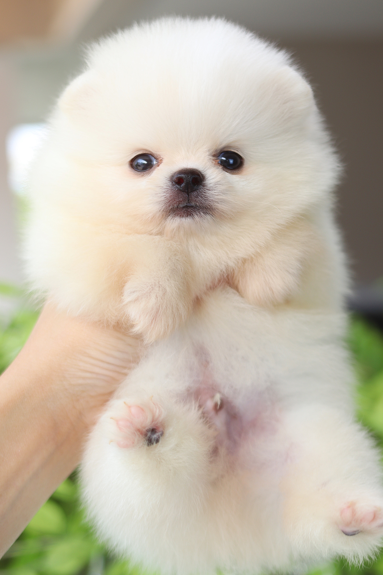 ปอมเมอเรเนียน เพศผู้สีขาวครีม เกรดโชว์