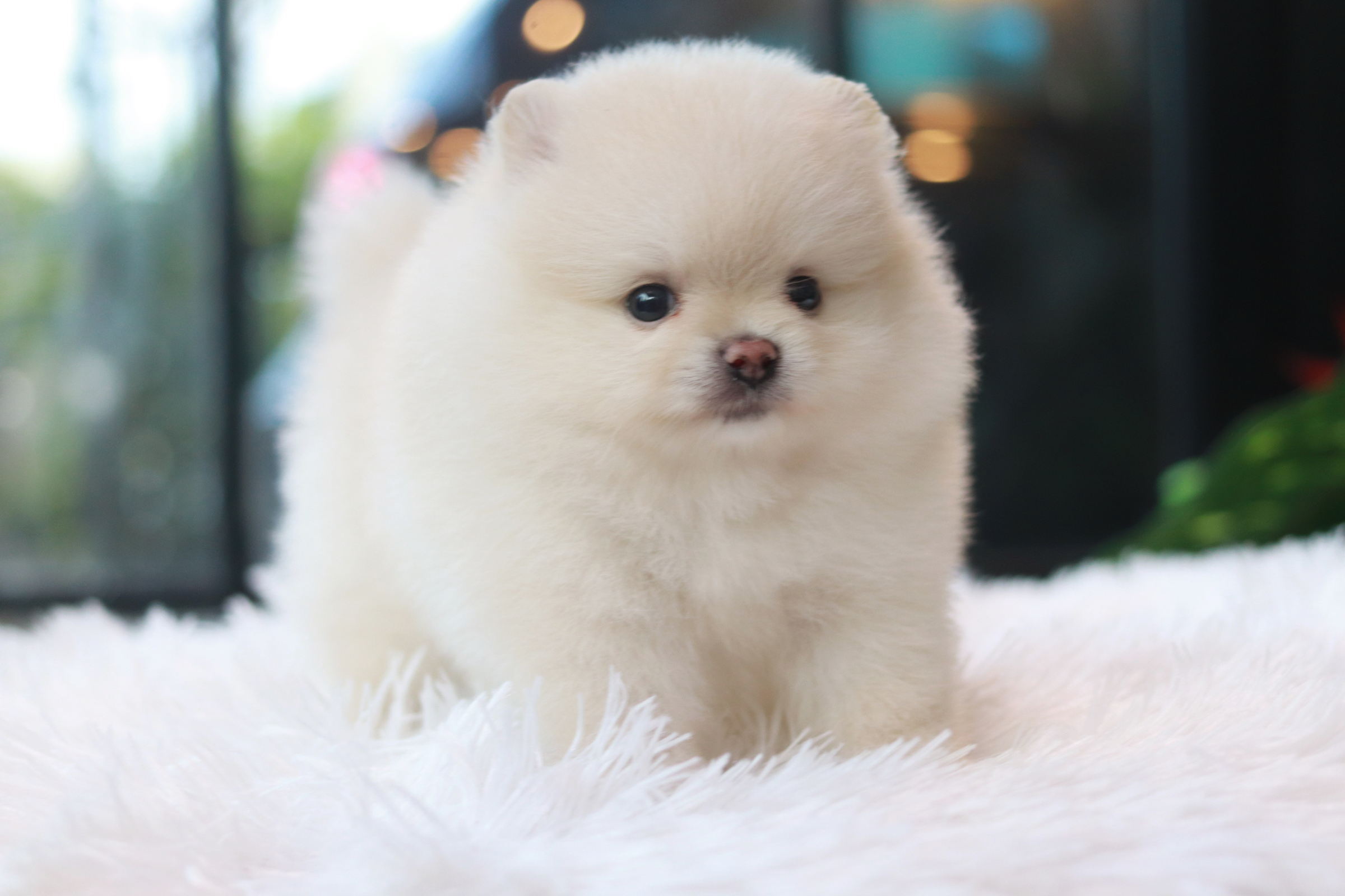 ปอมเมอเรเนียน เพศเมีย หน้าตุ๊กตา ขาวครีมไซส์เล็ก