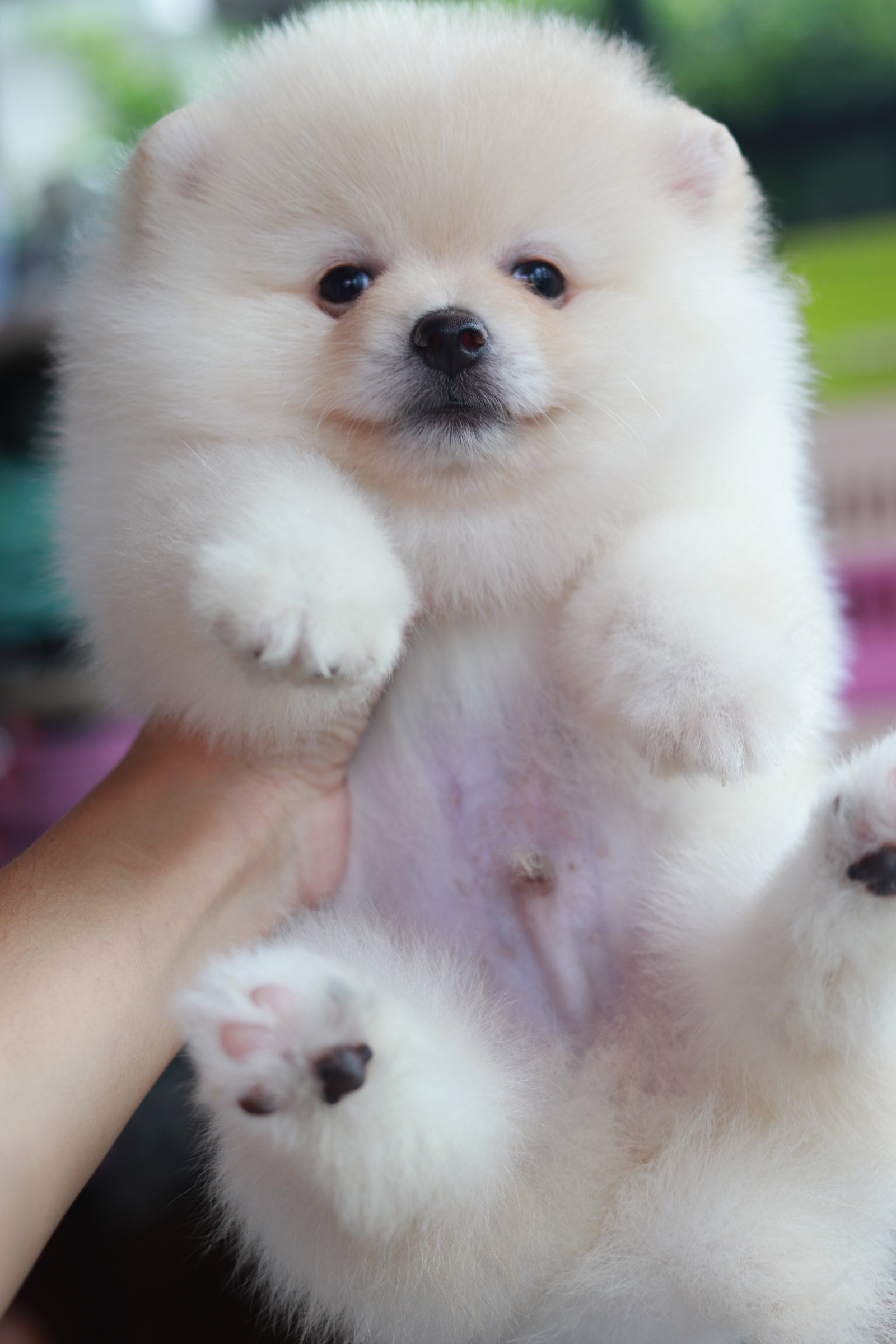 ปอมเมอเรเนียน เพศผู้ ไซส์ปกติหน้าฟ็อก