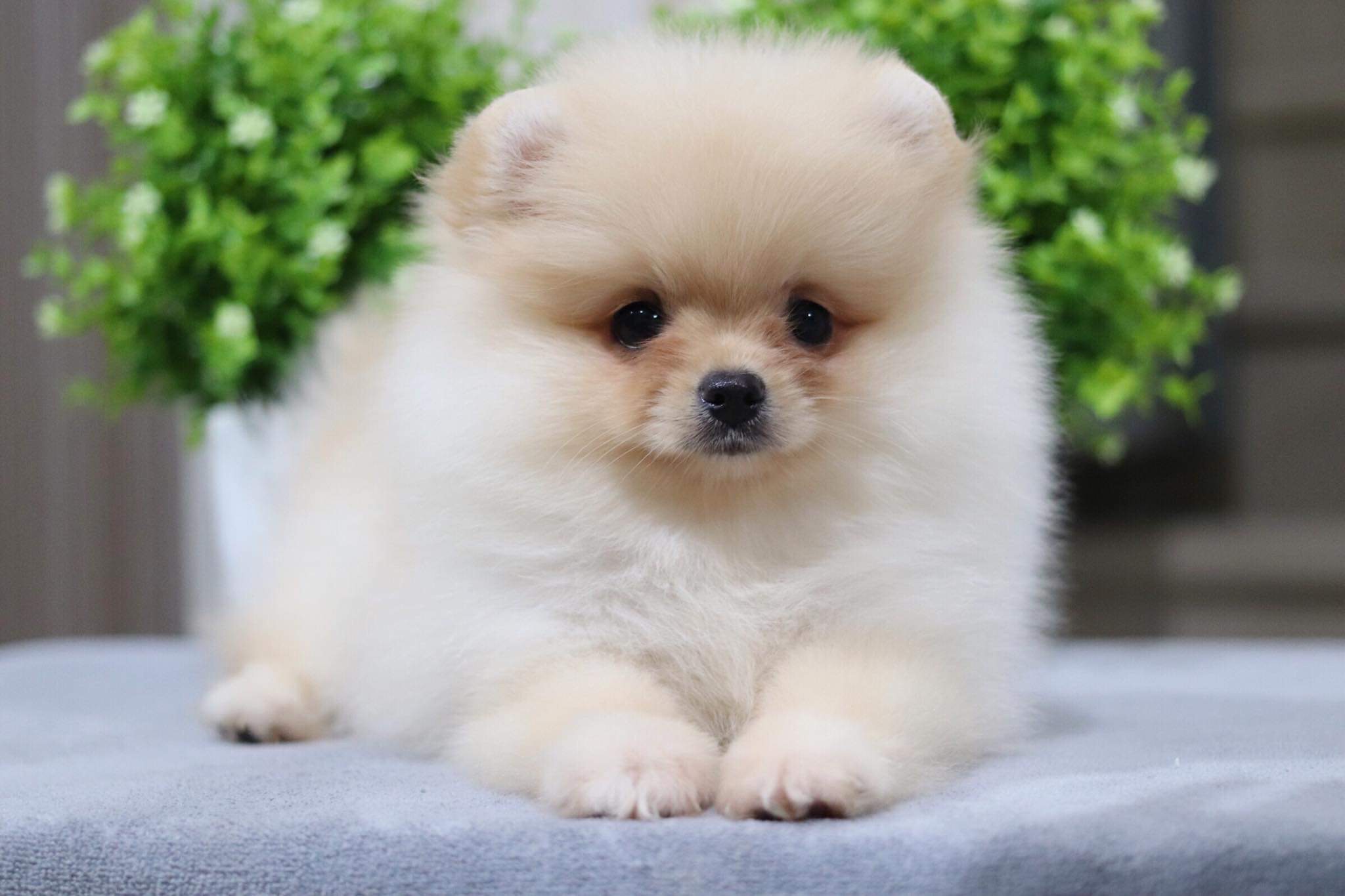 ปอมเมอเรเนียน เพศเมีย