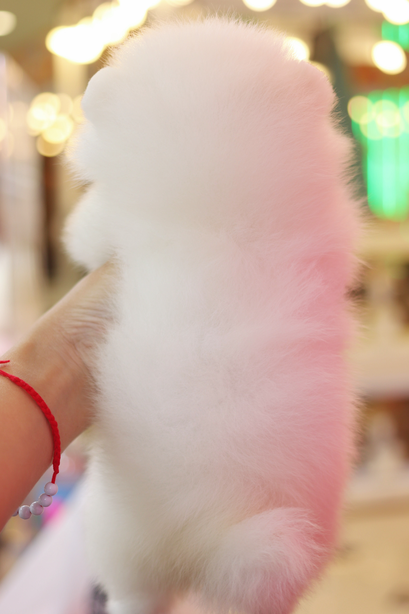 ปอมเมอเรเนียน เพศผู้สีขาวครีม เกรดโชว์