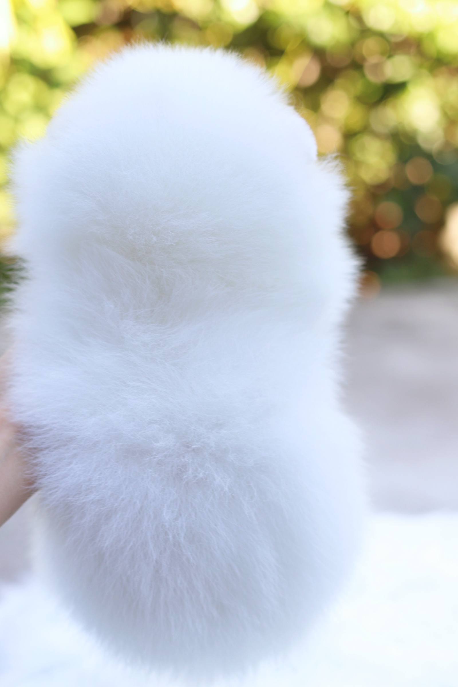 ปอมเมอเรเนียน เพศผู้ สีขาว