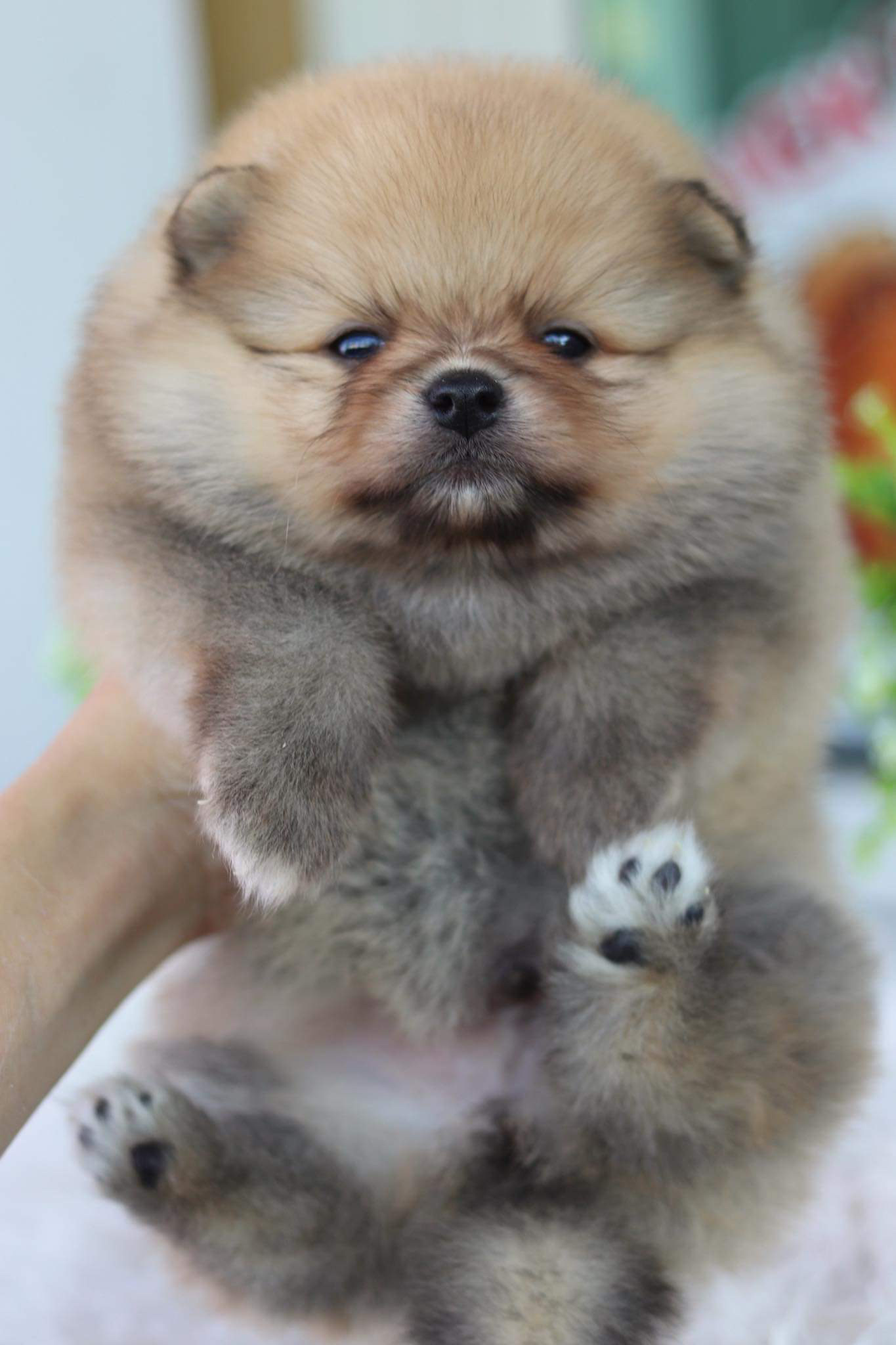 ปอมเมอเรเนียน เพศผู้