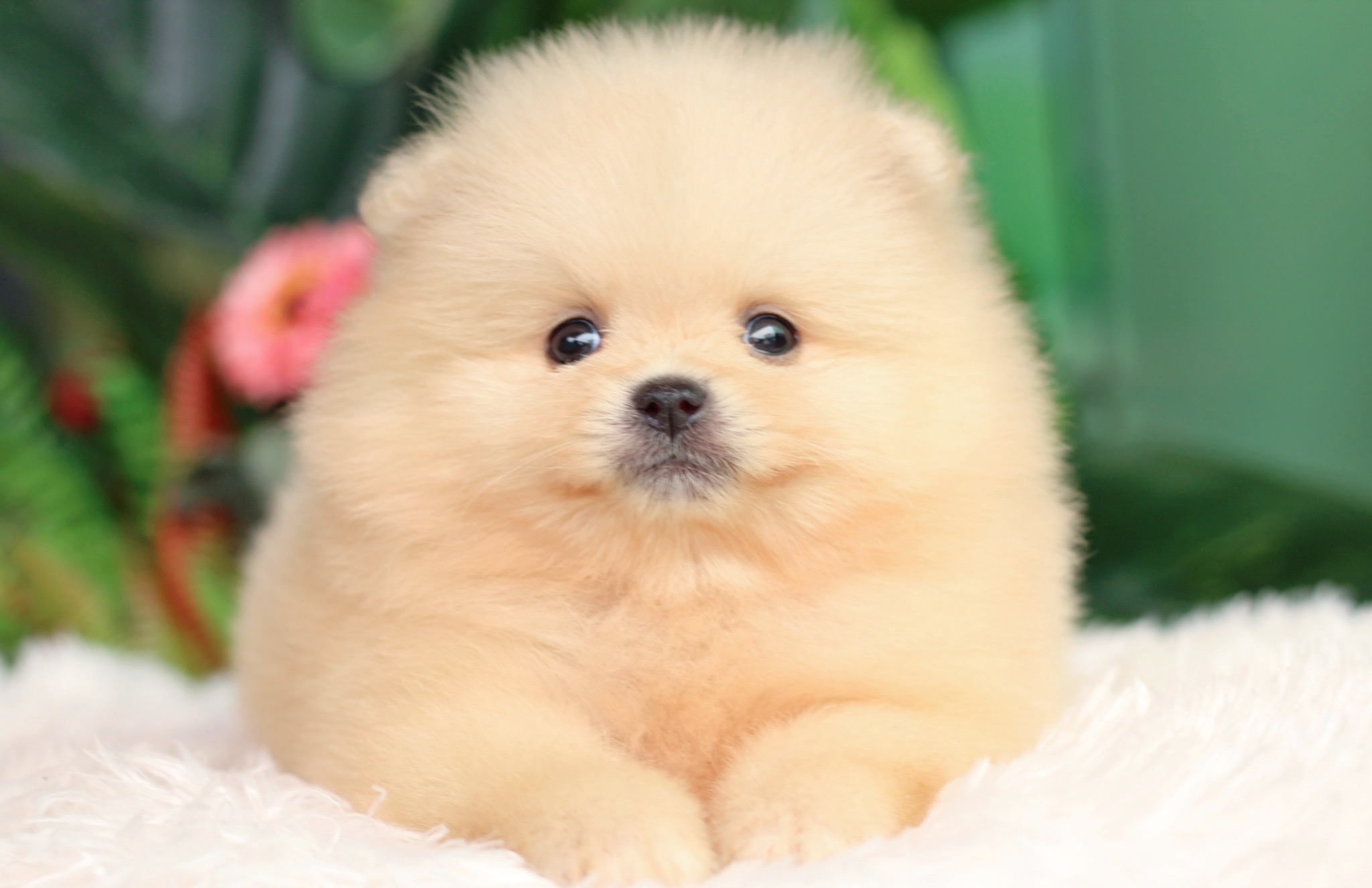 ปอมเมอเรเนียน เพศผู้สีครีม