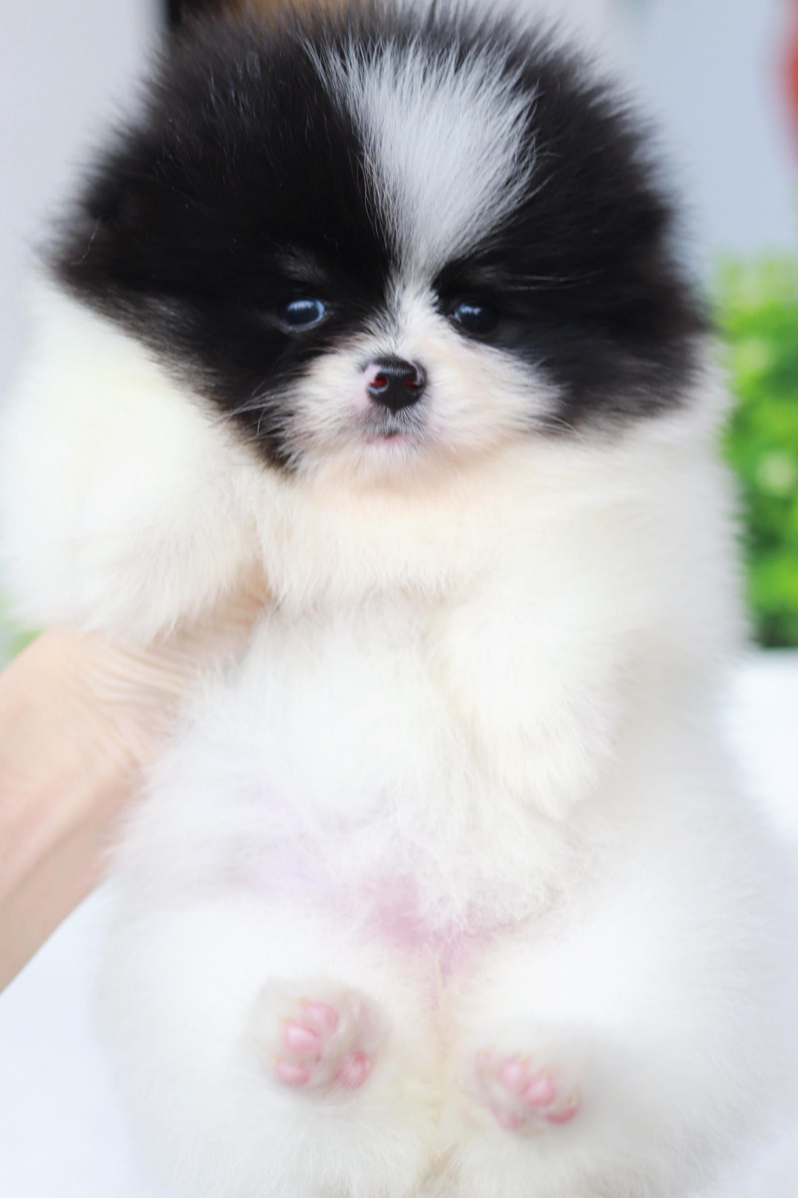 ปอมเมอเรเนียน เพศเมีย แฟนซีขาวดำ แพนด้าน้อย