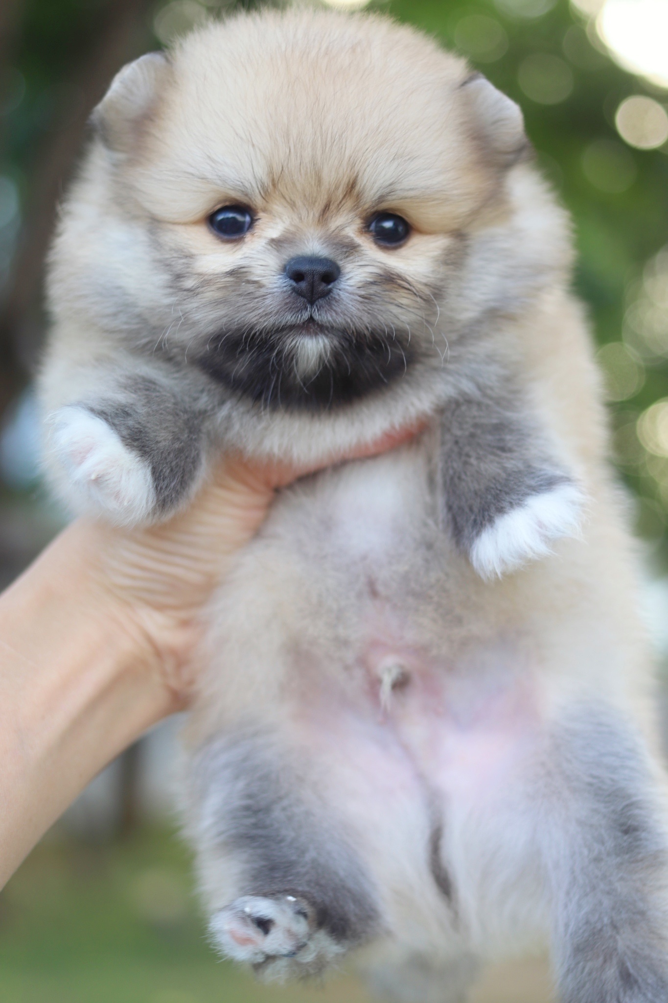 ปอมเมอเรเนียน เพศผู้สีส้ม