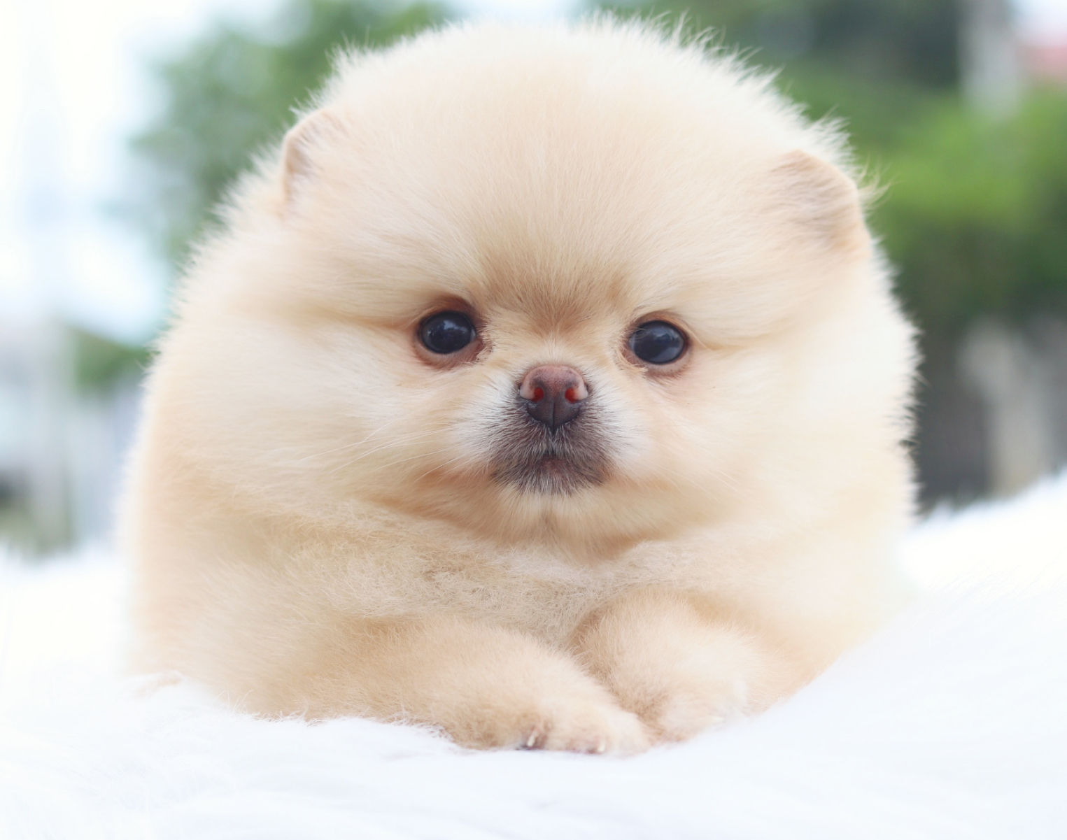 ปอมเมอเรเนียน เพศเมียสีครีมเกรดโชว์