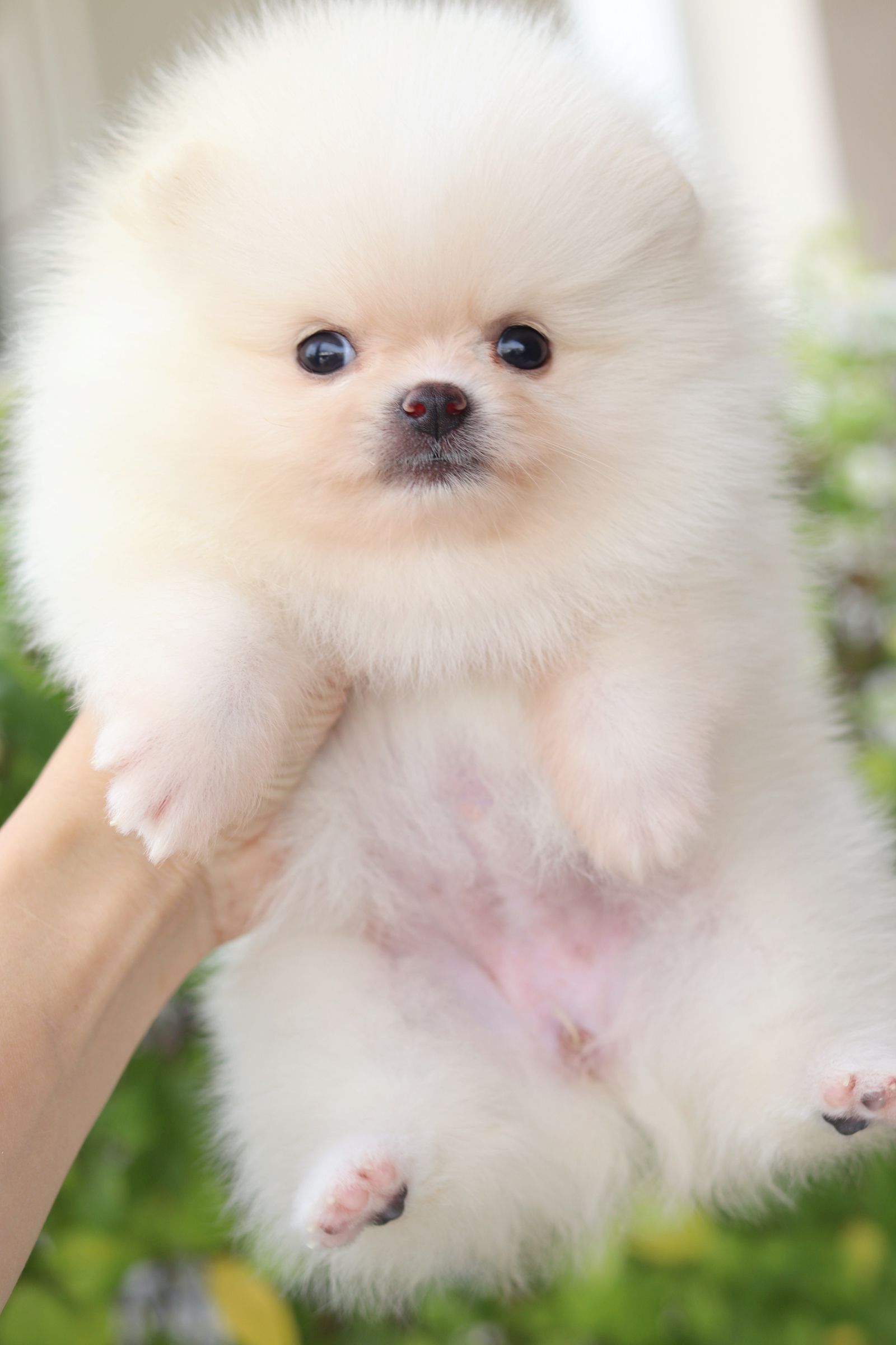 ปอมเมอเรเนียน เพศเมียสีขาวครีม เกรดโชว์