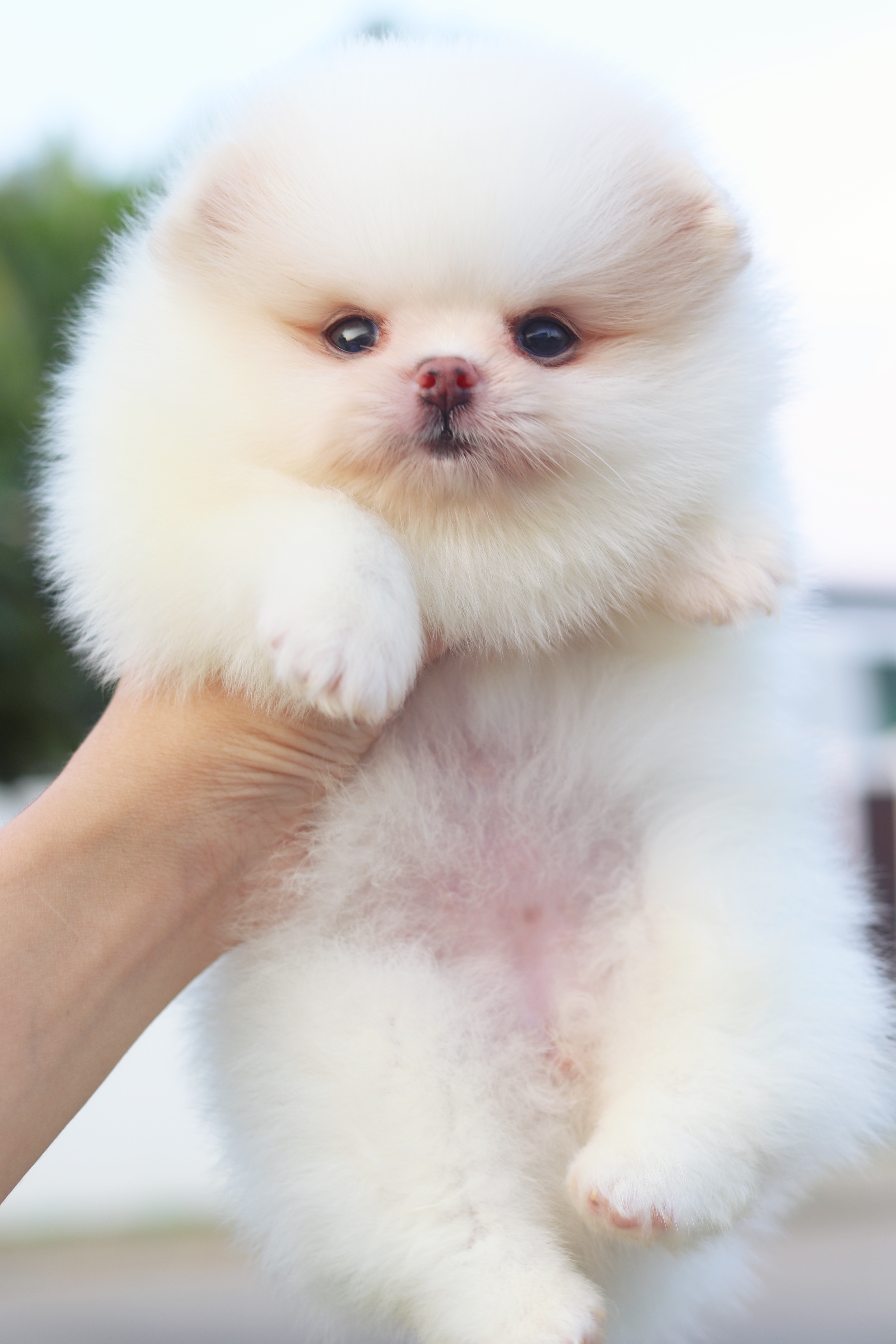 ปอมเมอเรเนียน เพศเมียสีขาวครีม เกรดโชว์