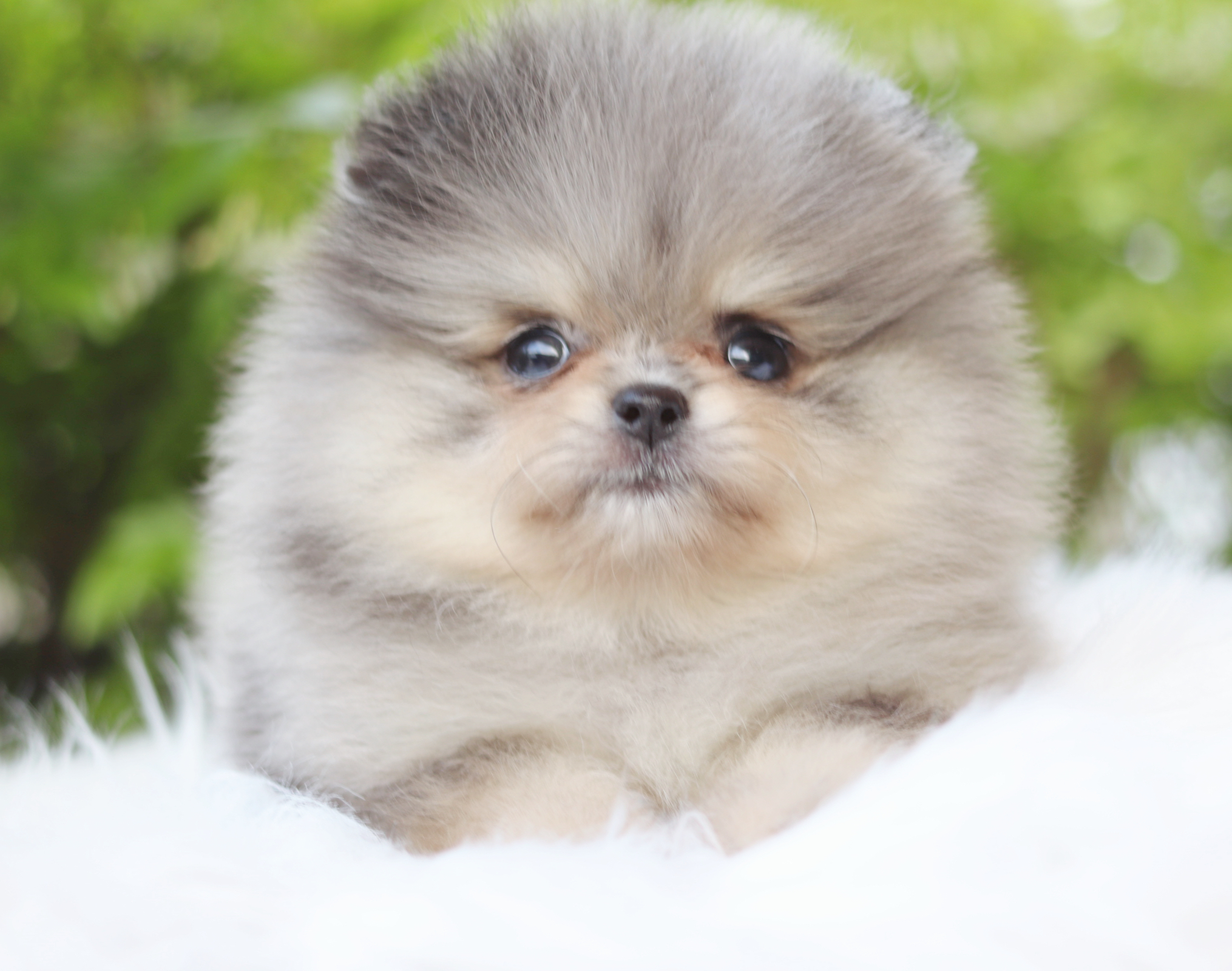 ปอมเมอเรเนียน เพศผู้สีเมอร์เร่