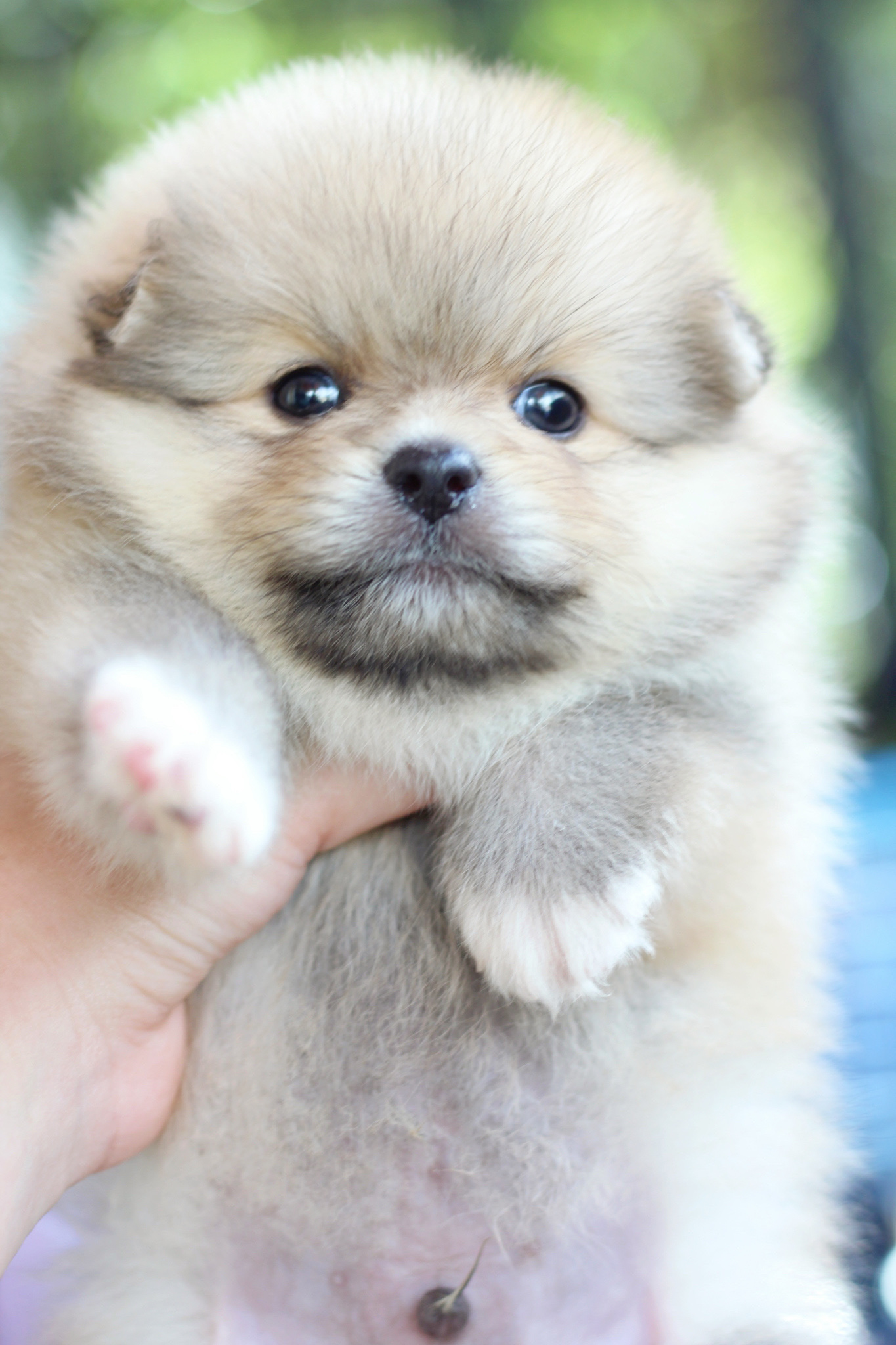 ปอมเมอเรเนียน เพศผู้ สีส้ม