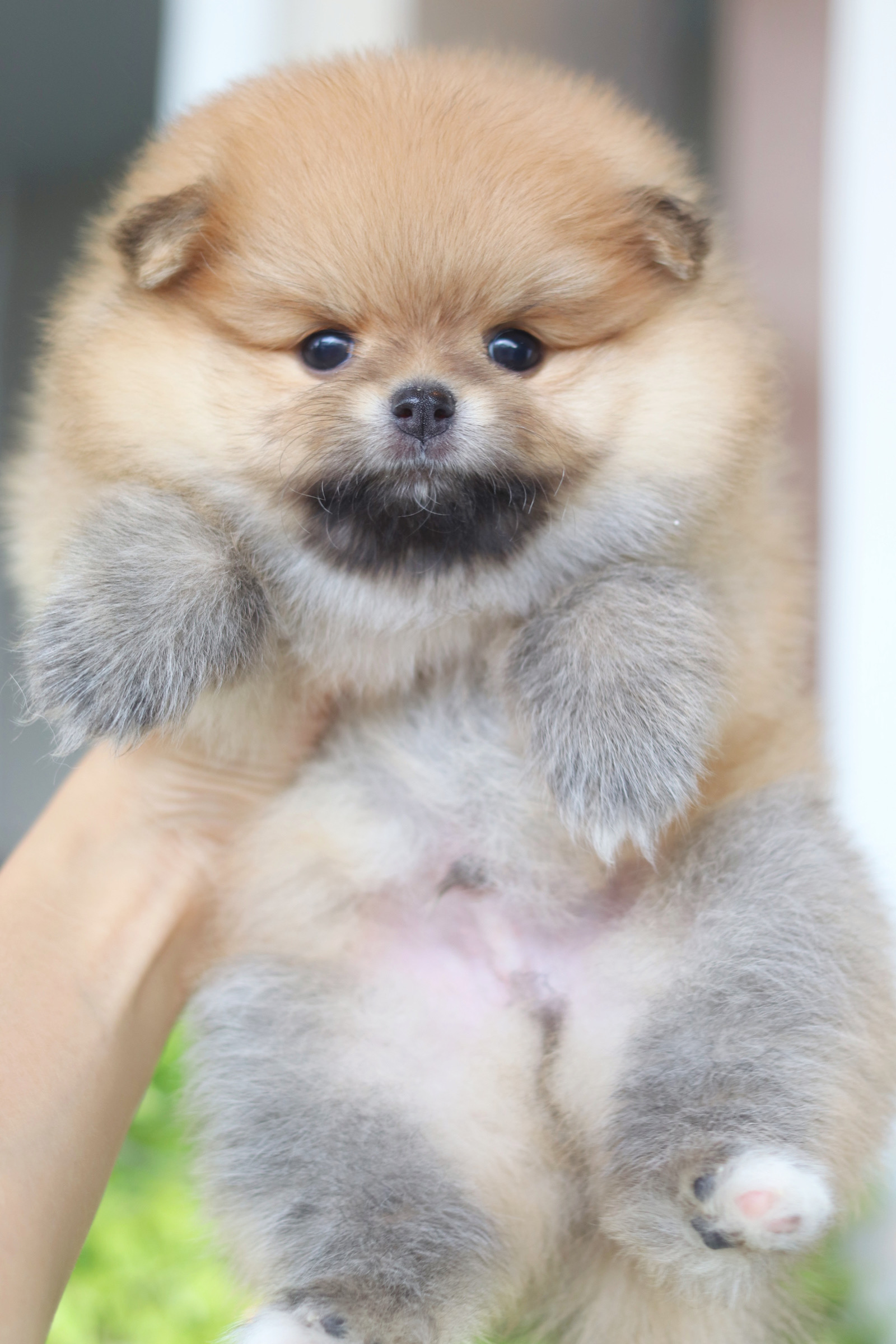 ปอมเมอเรเนียน เพศผู้สีส้ม