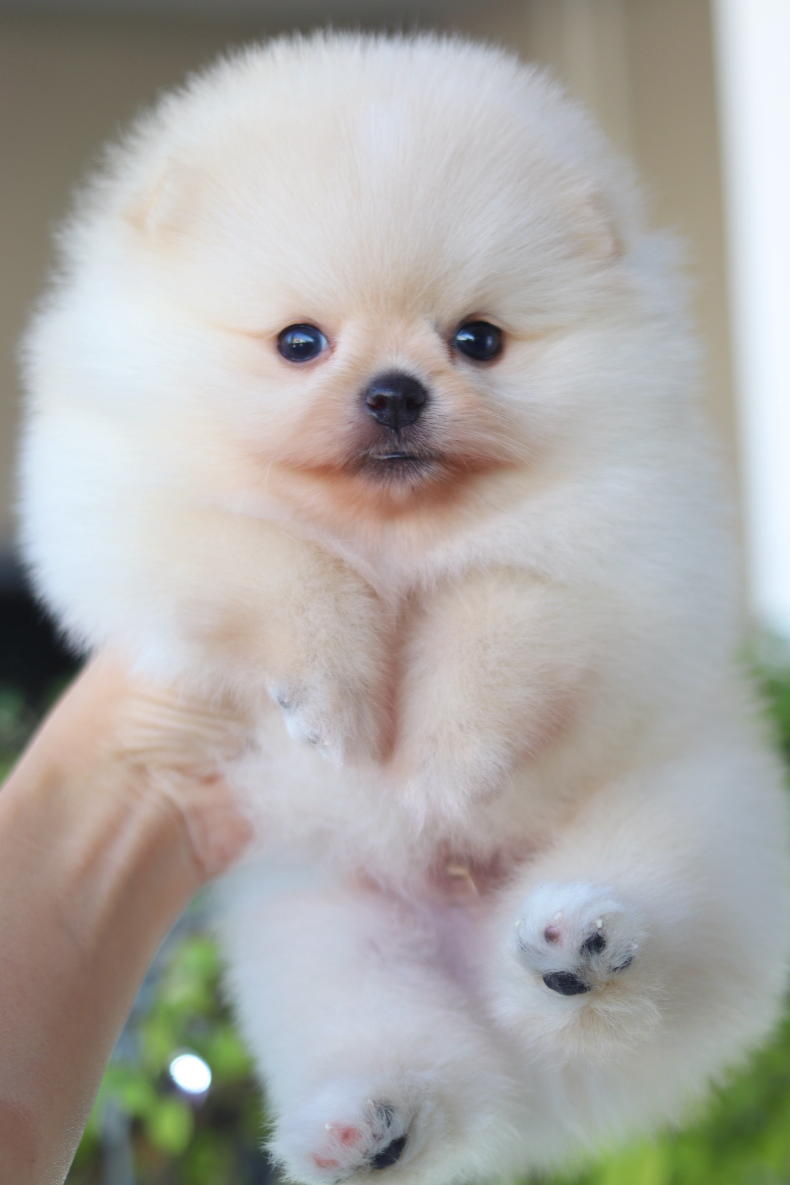 ปอมเมอเรเนียน เพศผู้สีครีม เกรดโชว์